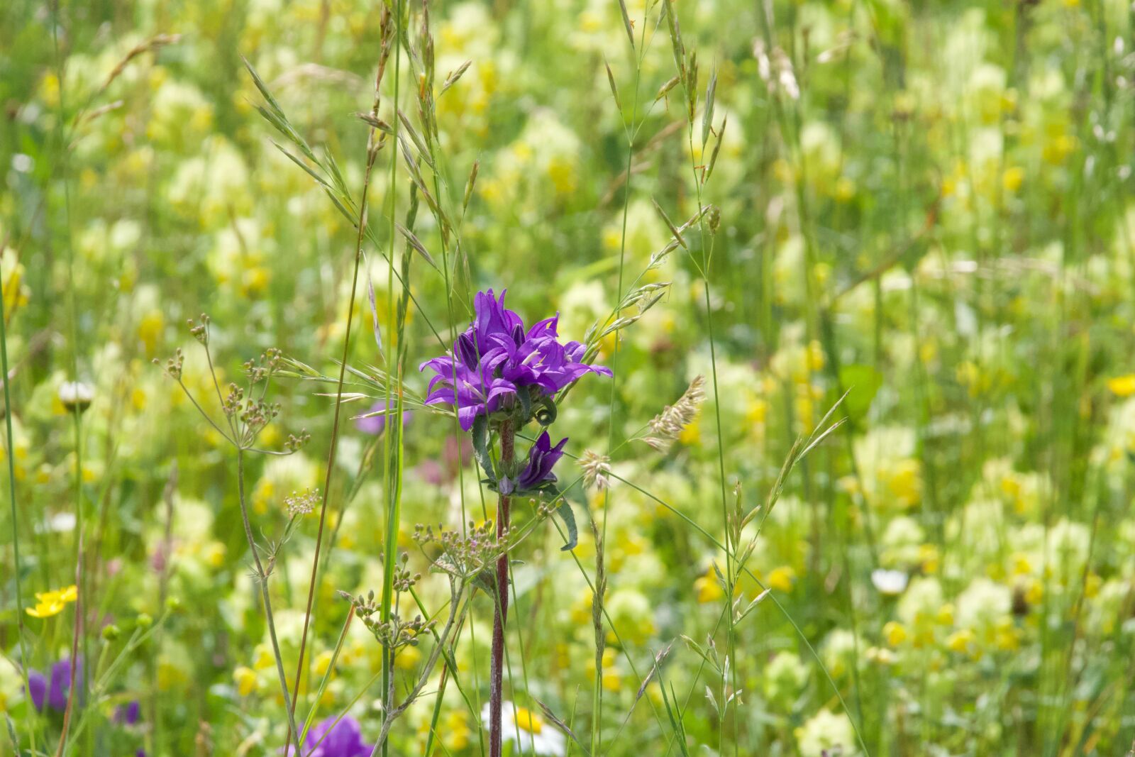 Nikon D7500 sample photo. Summer meadow, meadow, grass photography