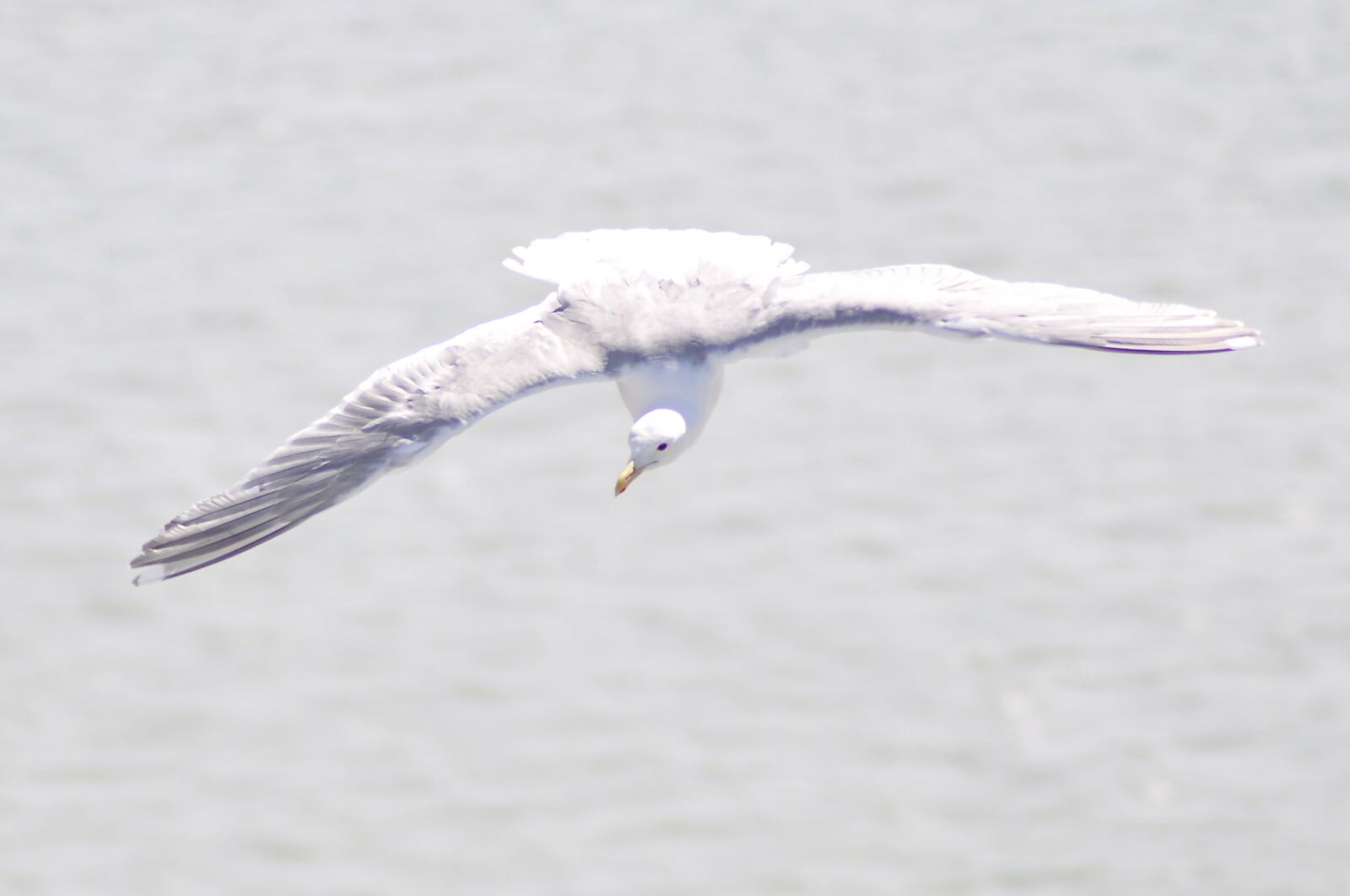 Nikon D90 sample photo. Gull, alaska, nature photography