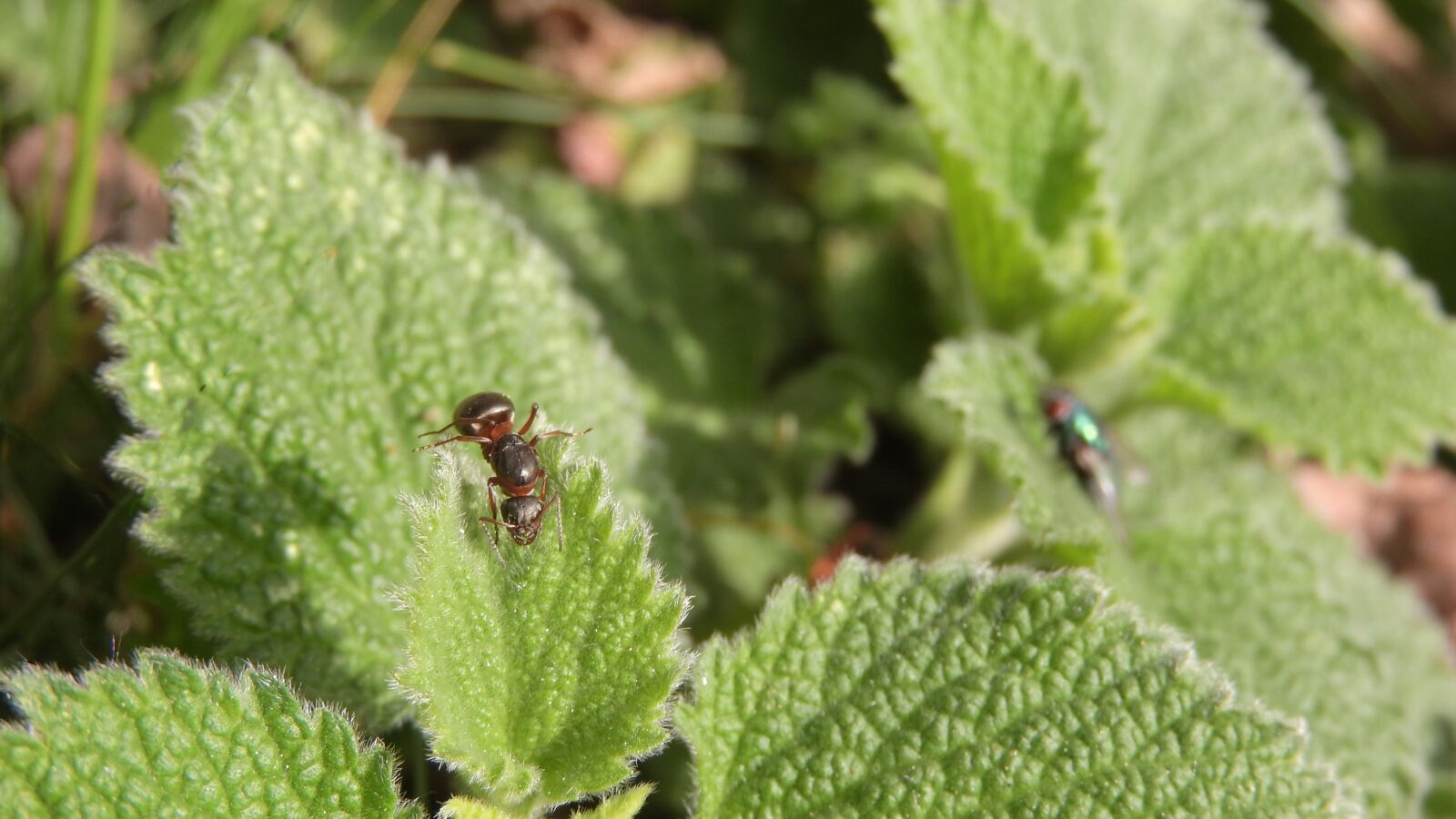 Nikon Coolpix P610 sample photo. Ant, on the sheet photography