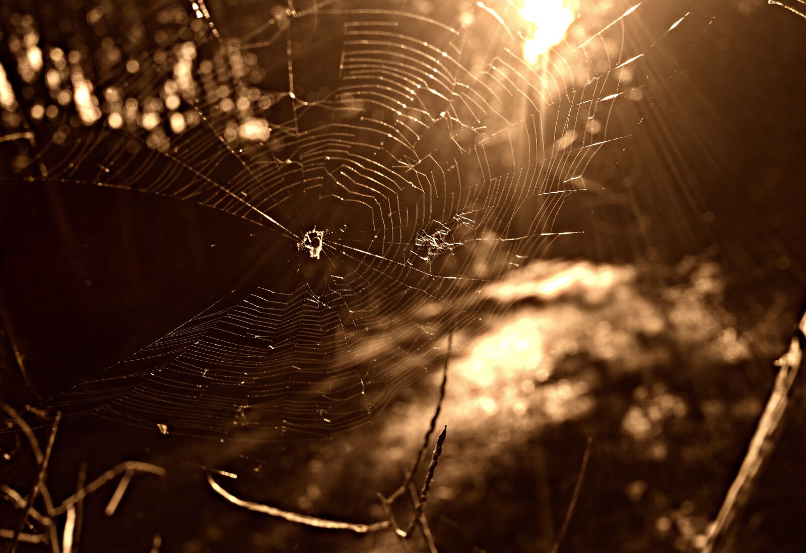 Sony Cyber-shot DSC-RX100 sample photo. Spider web, spider, insect photography