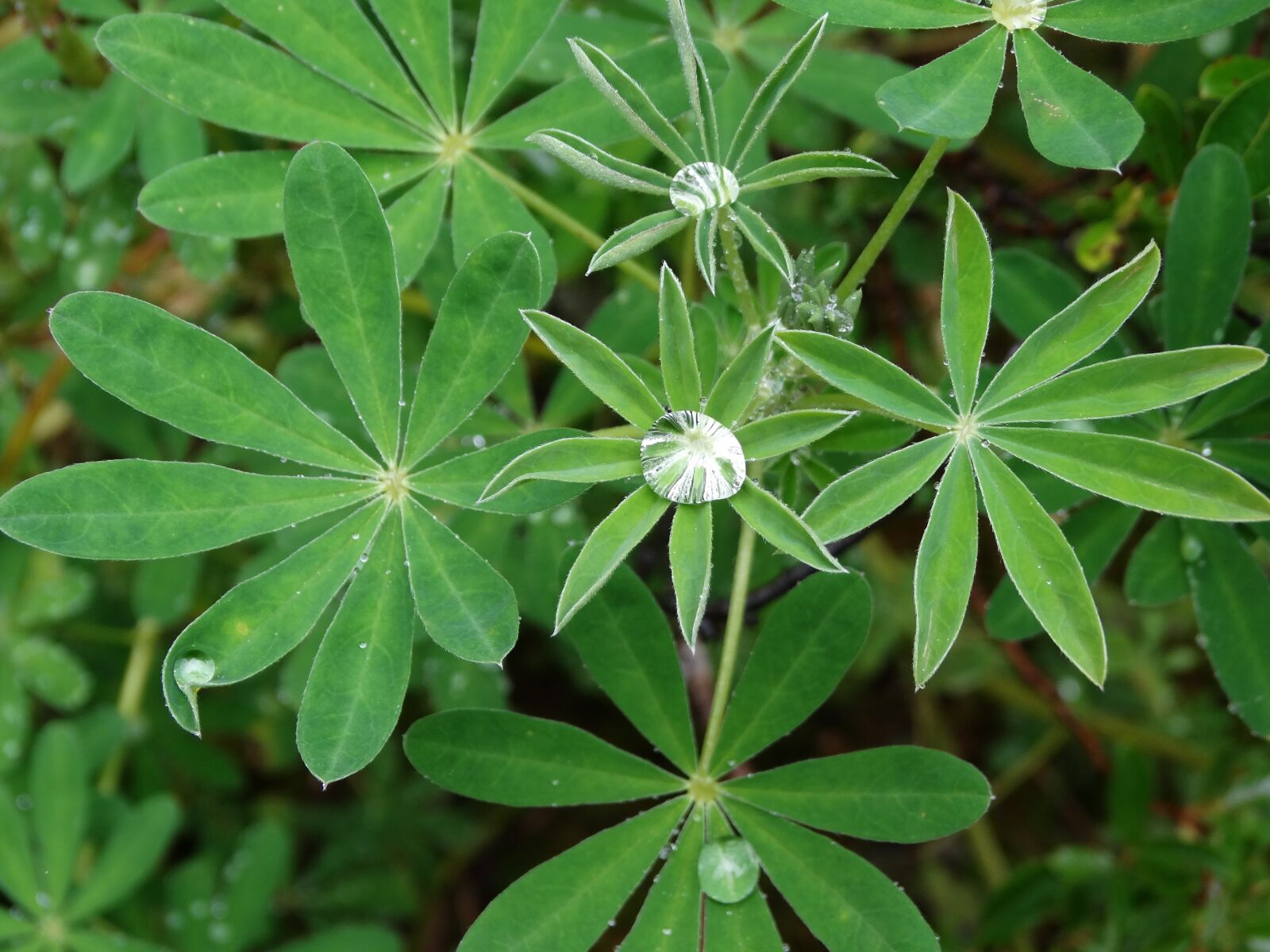 Sony Cyber-shot DSC-HX300 sample photo. Plants, raindrop, alaska photography