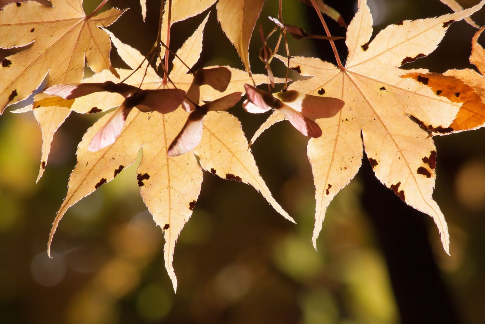 Canon EOS 50D sample photo. Maple, autumn, leaf photography