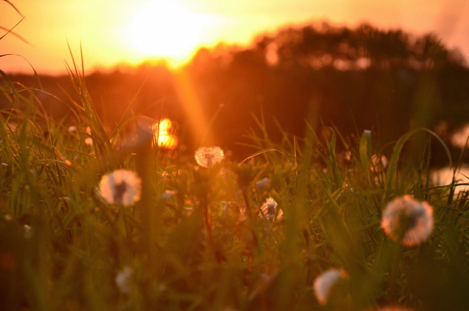 Nikon D5100 sample photo. Sun, dandelion, nature photography