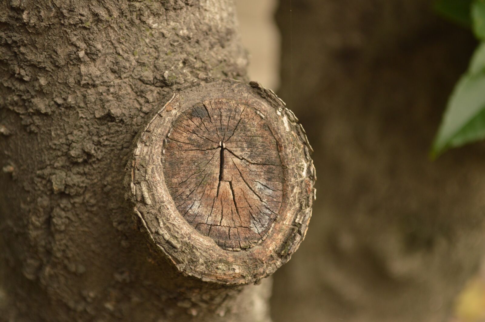 Nikon D3200 sample photo. Nature, wood photography