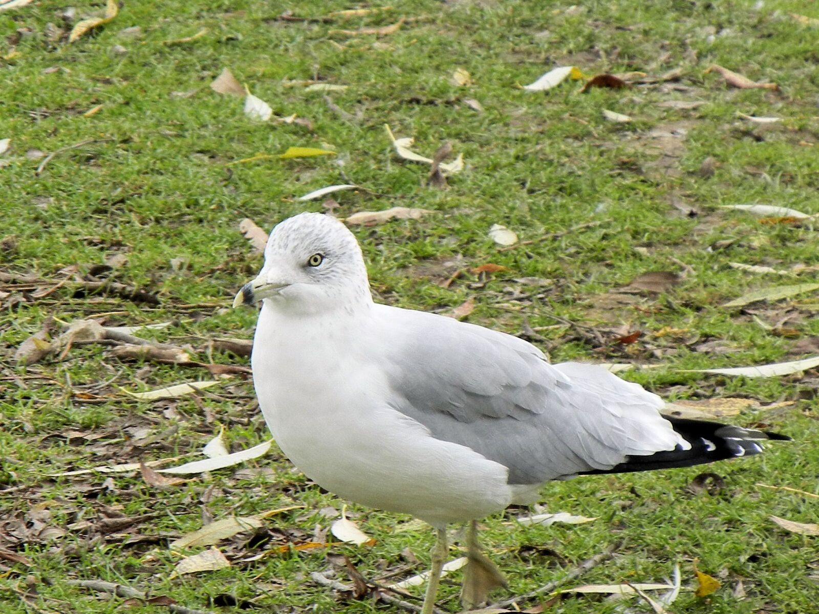 Nikon Coolpix S8100 sample photo. Seagull, bird, ontario photography