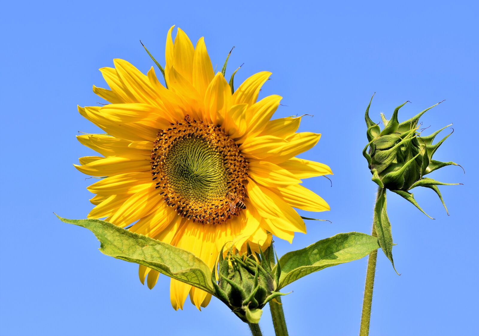 Nikon D7200 sample photo. Sunflower, flower, blossom photography