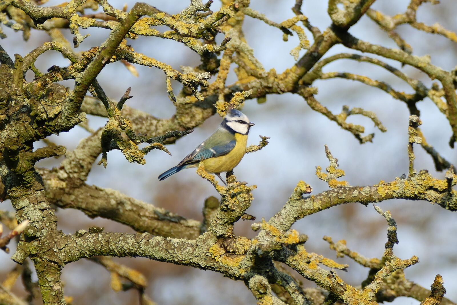 Panasonic Lumix DMC-FZ1000 sample photo. Great tit, meesje, garden photography