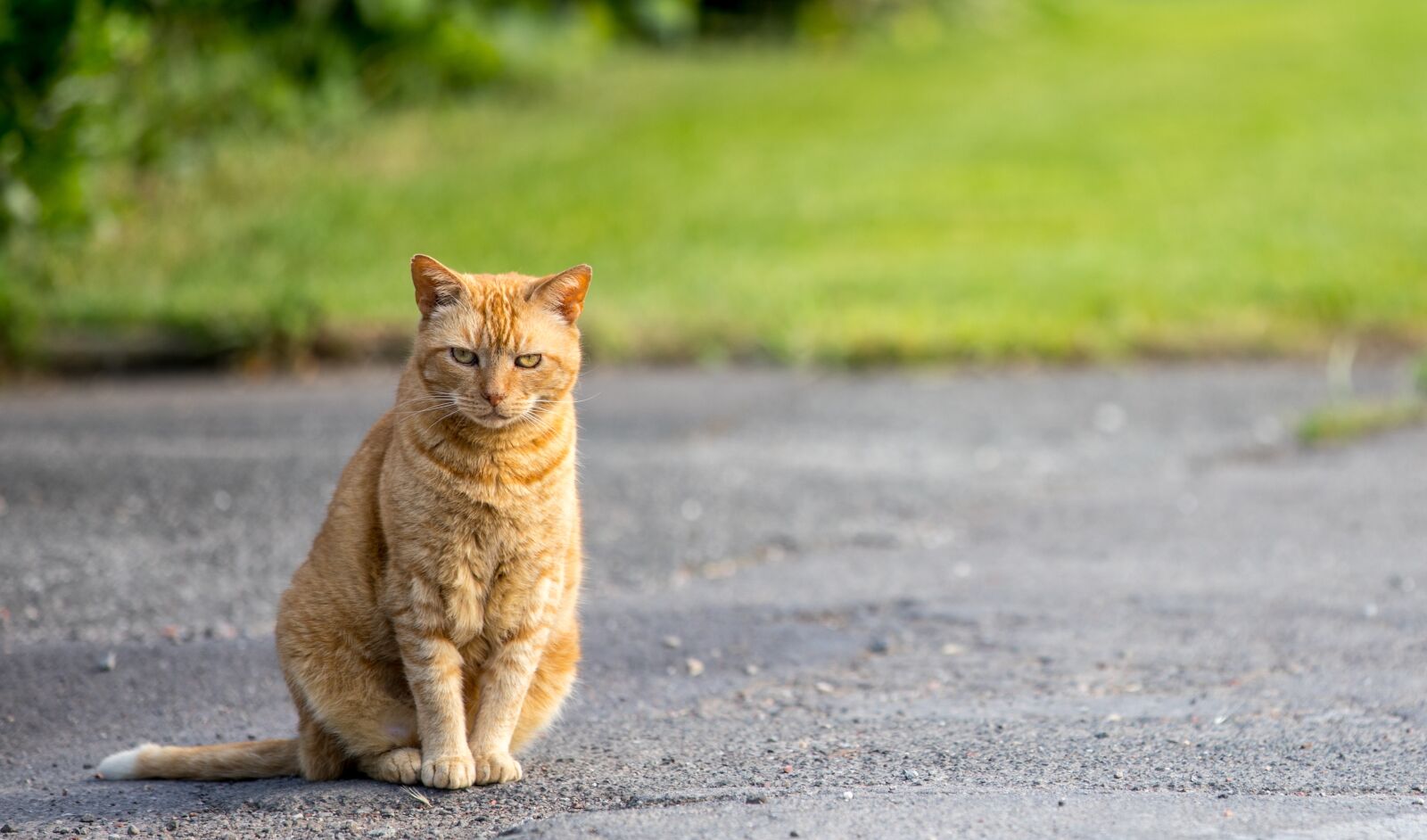 Canon EOS 5D Mark IV sample photo. Cat, road, animal photography