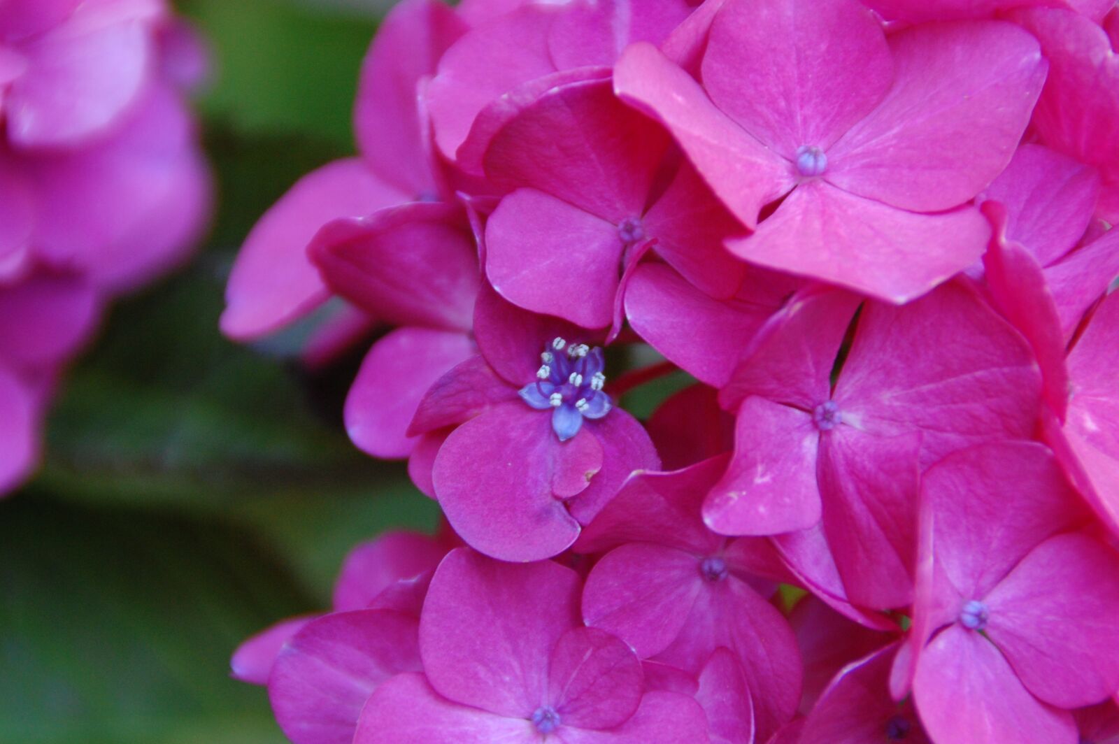 Nikon D40 sample photo. Flower, nature, plant photography