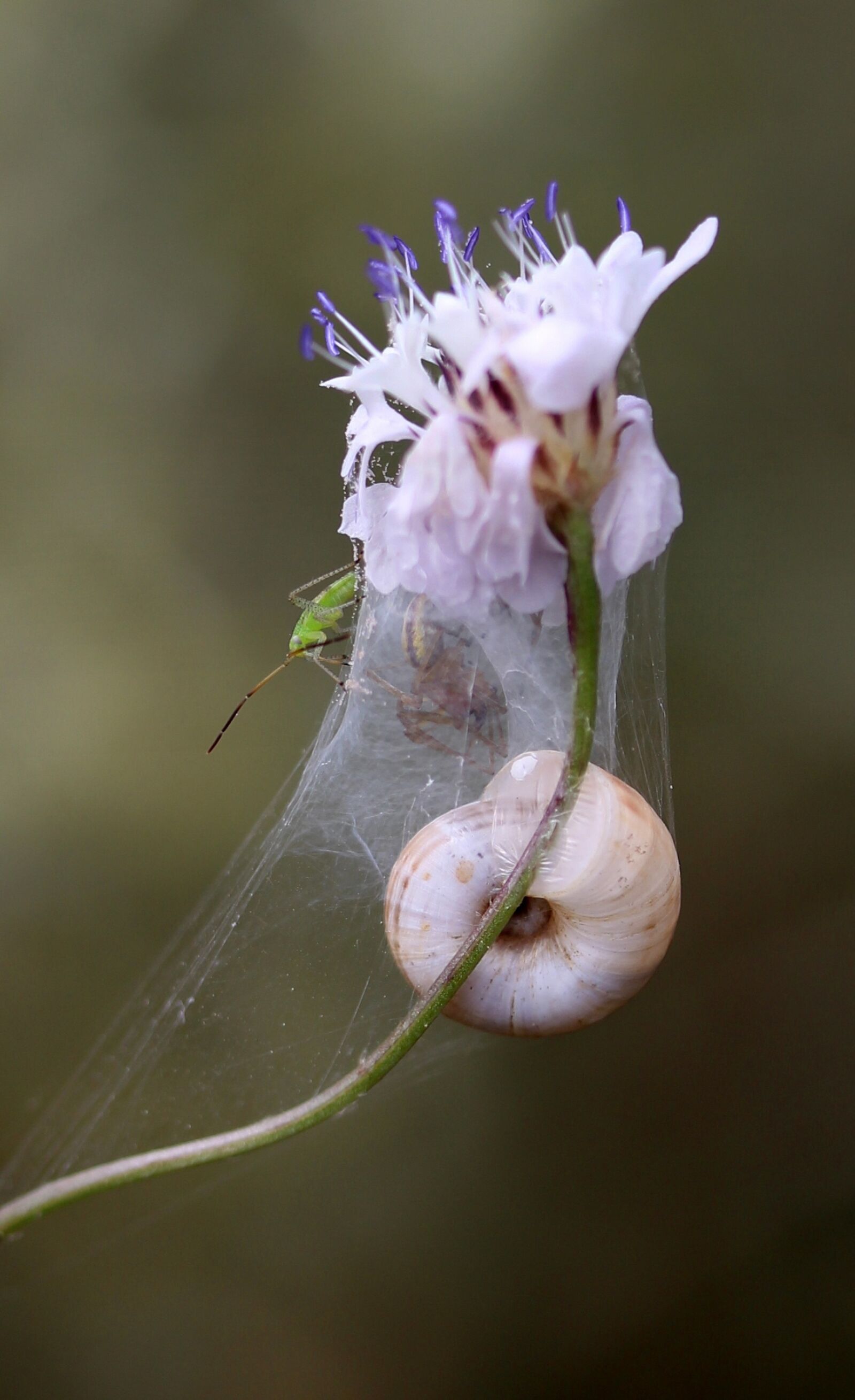 Canon EF-S 60mm F2.8 Macro USM sample photo. Flower, snail, spider web photography