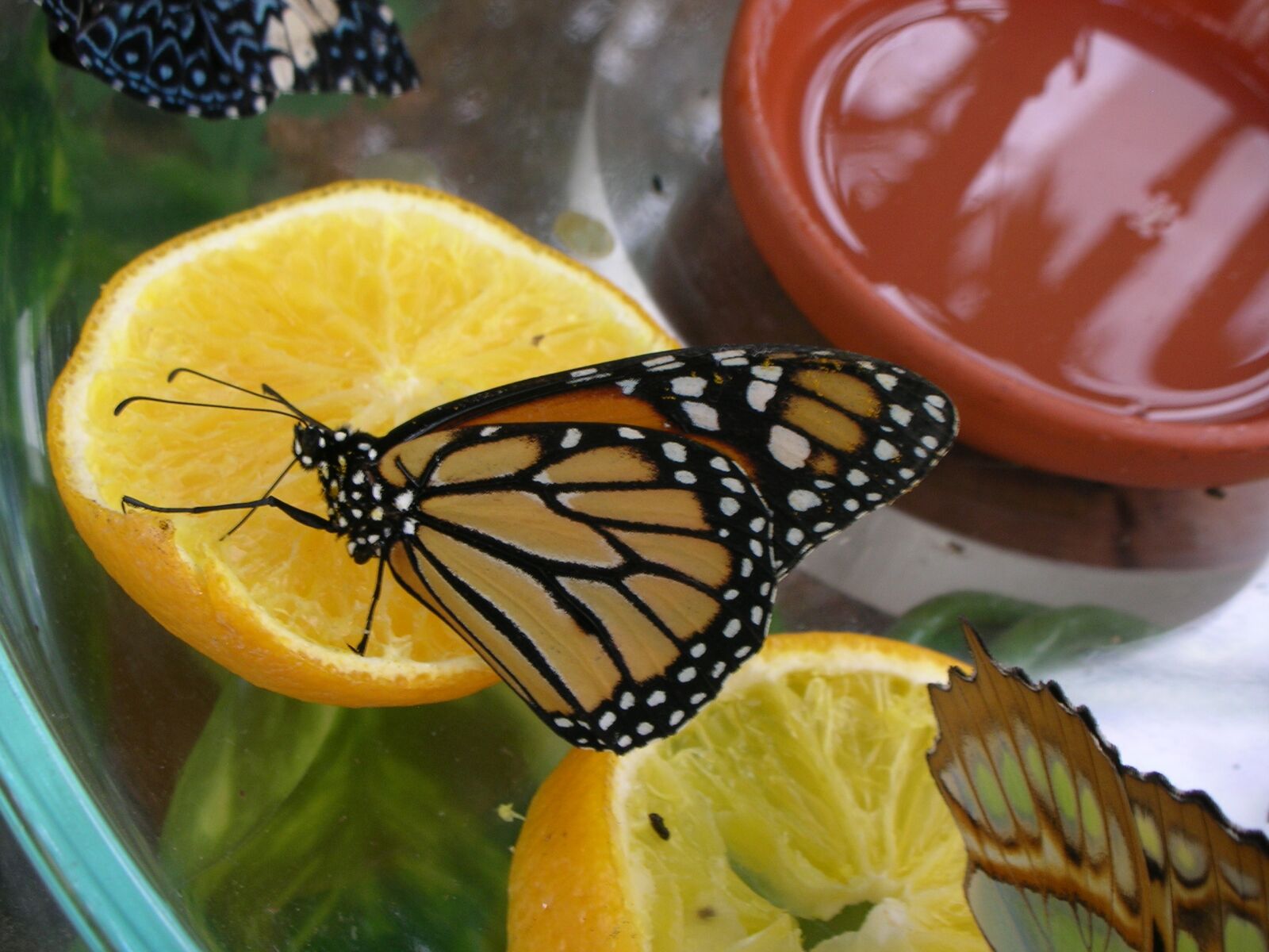 Nikon S1 sample photo. Butterfly, food, fruit photography