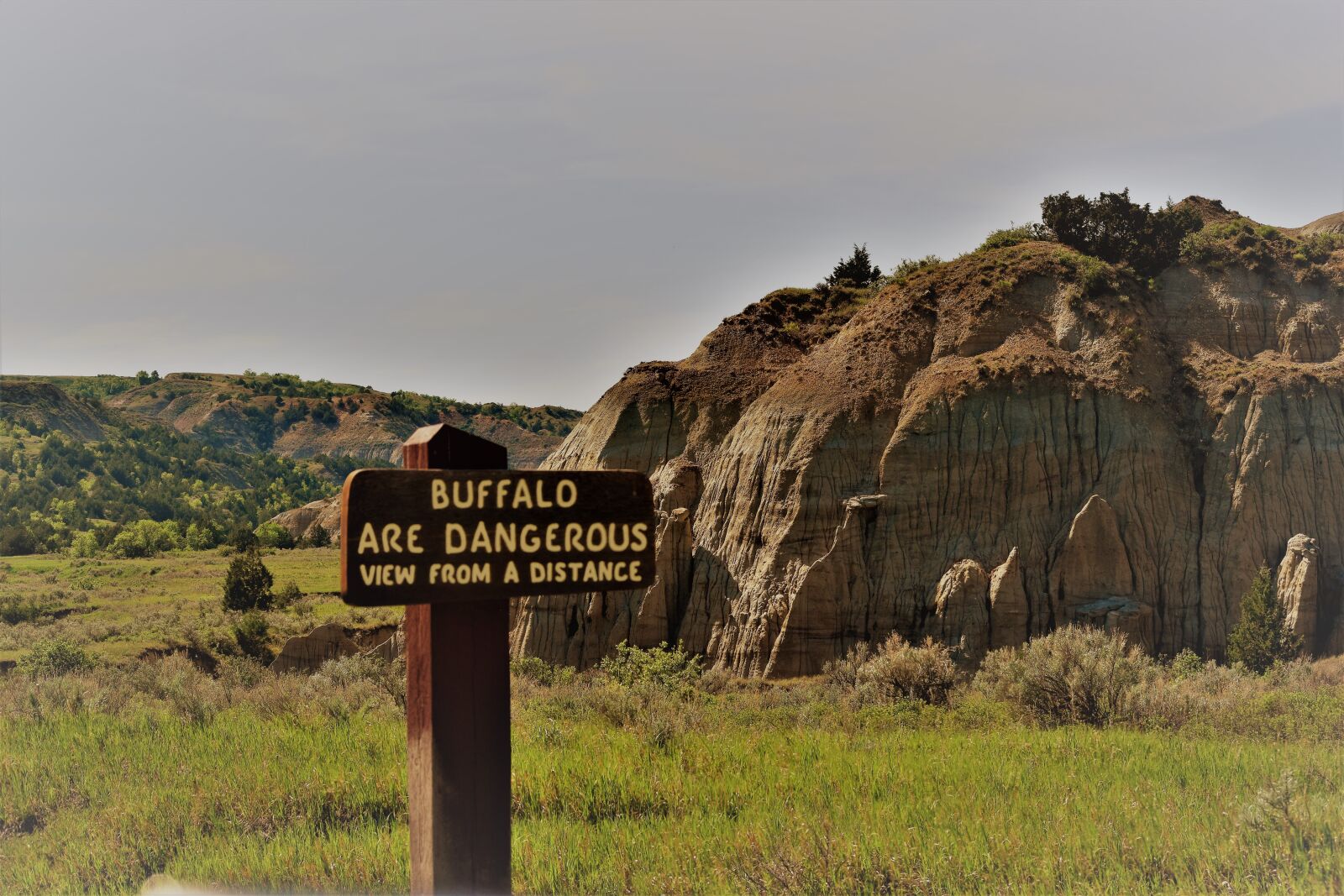 Nikon D3300 sample photo. Warning, danger, buffalo photography