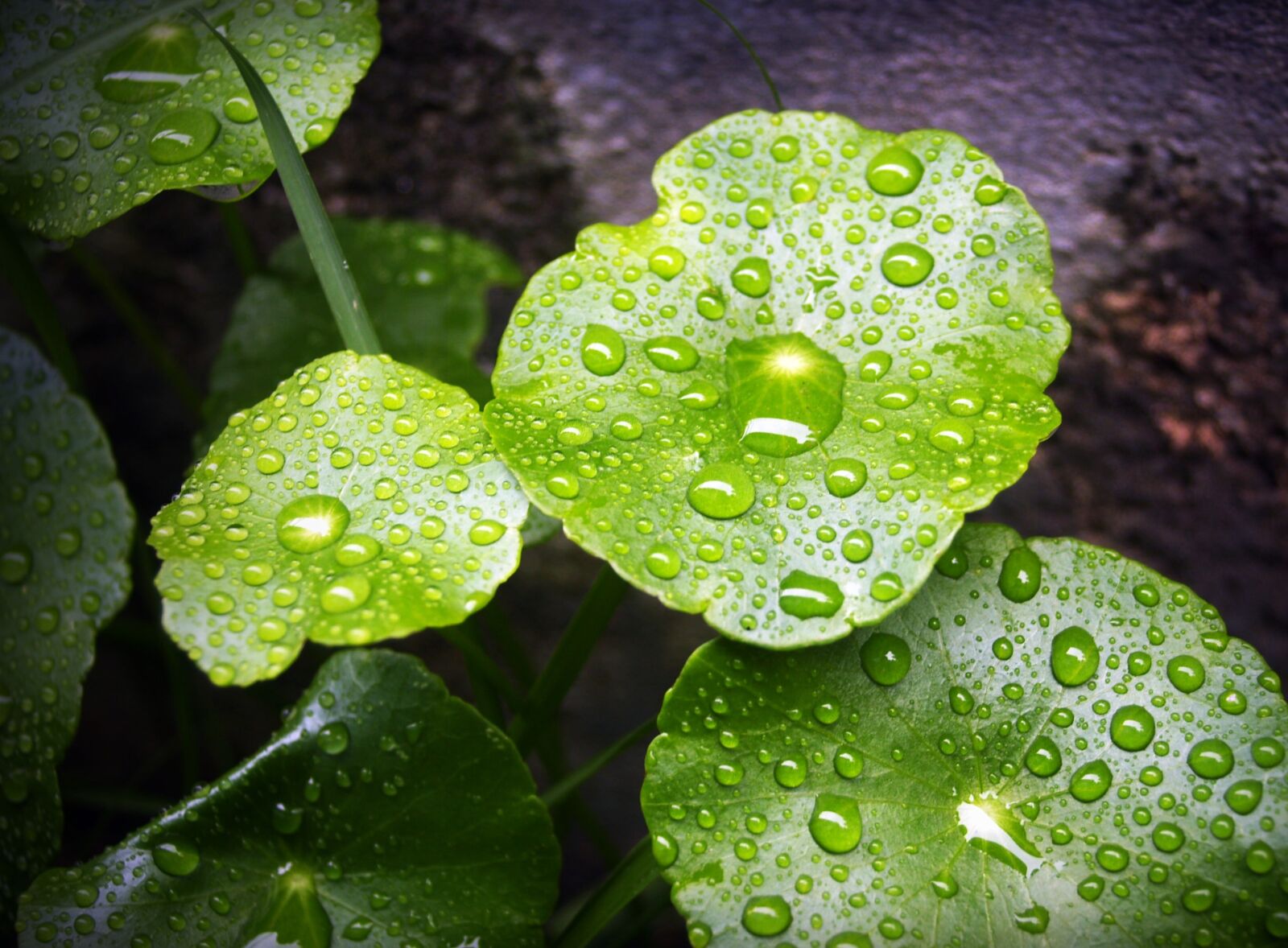 Olympus E-300 (EVOLT E-300) sample photo. Leaf, water, green photography
