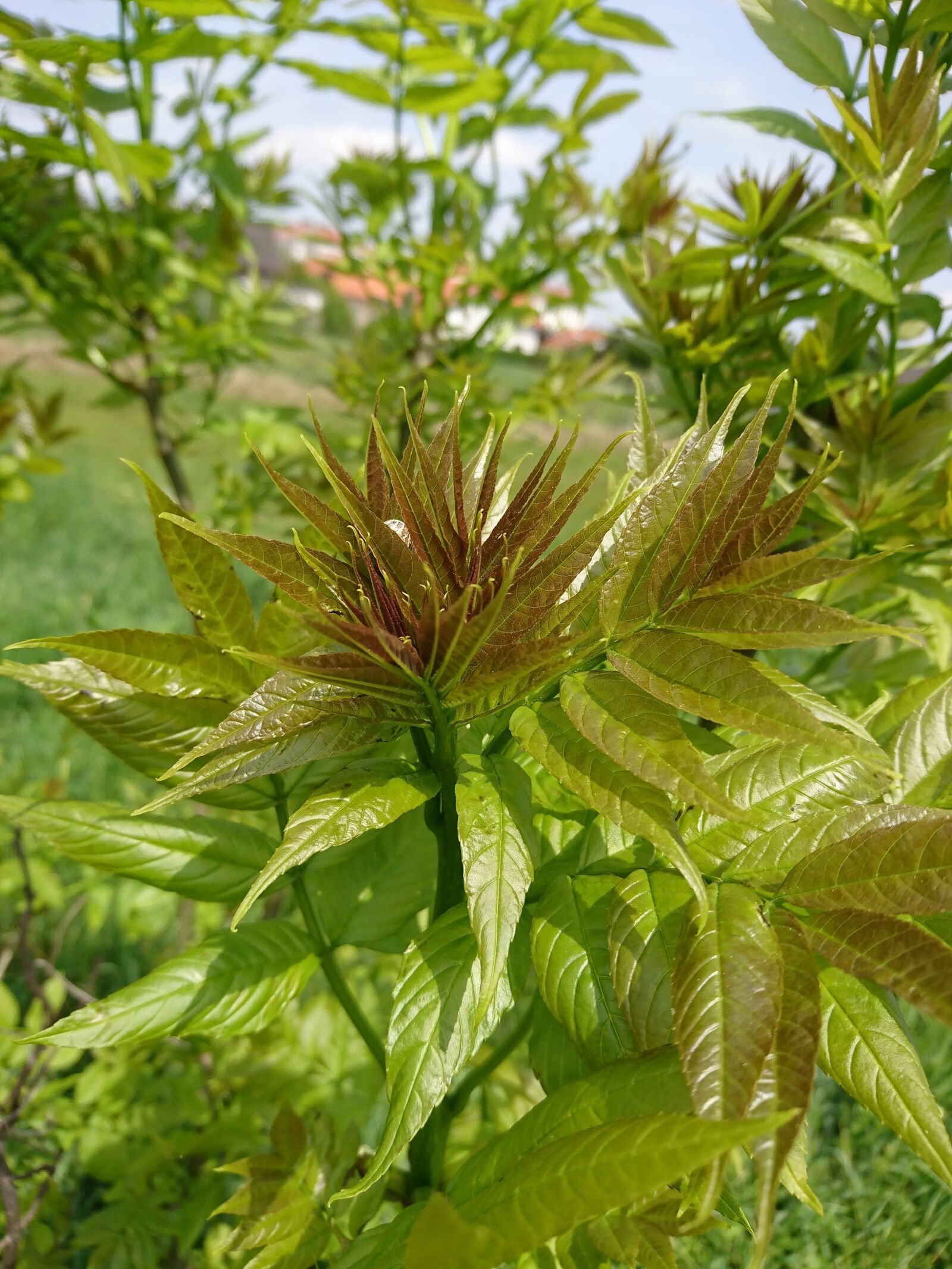 Sony Xperia XZ sample photo. Ailanthus, altissima, ailanthus altissima photography
