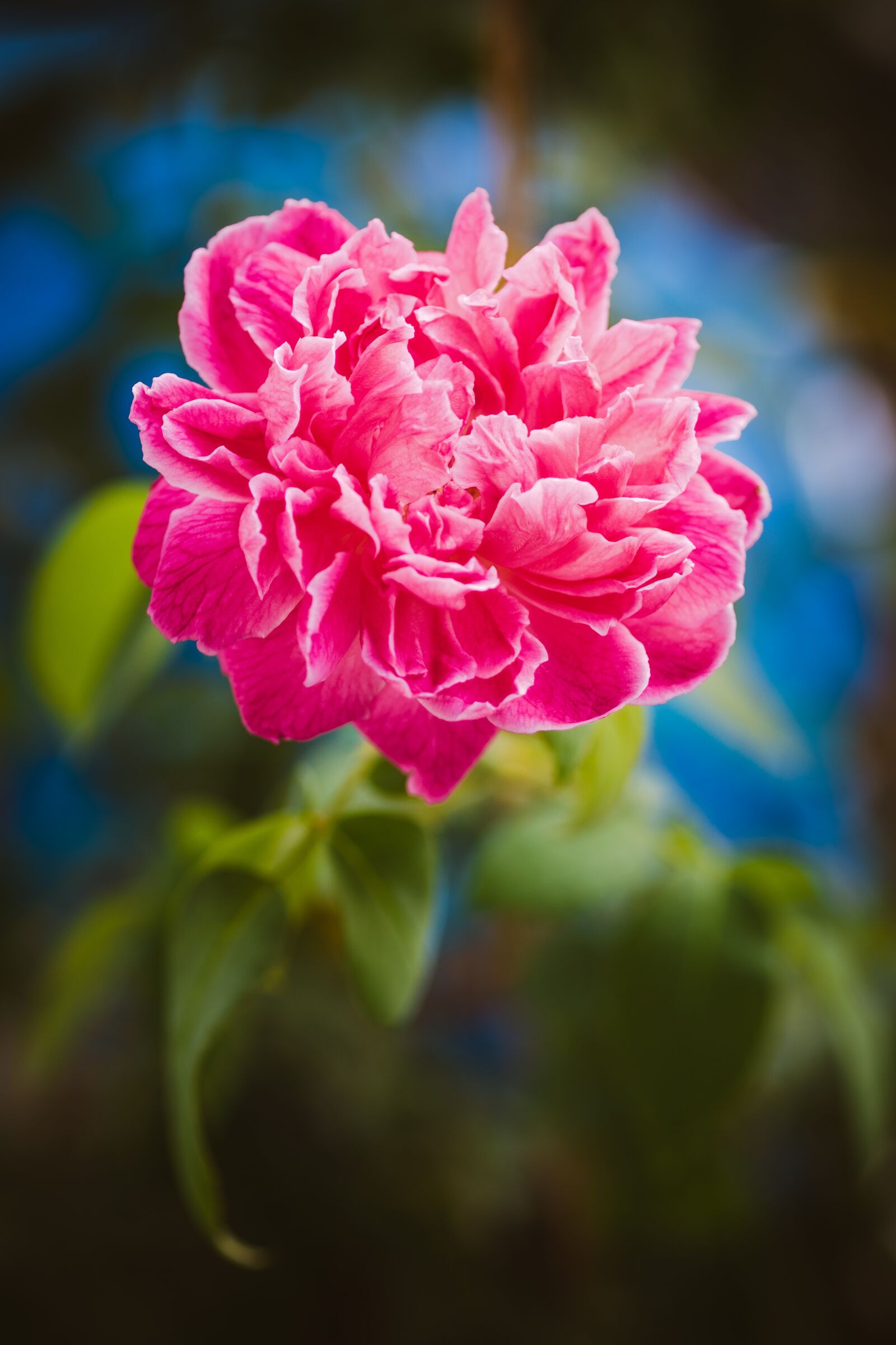 Tamron SP 90mm F2.8 Di VC USD 1:1 Macro sample photo. Rose, flower, valentine photography