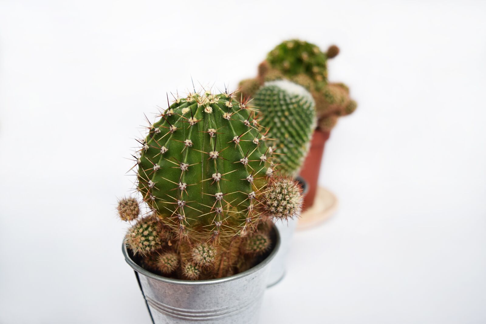 Nikon D3300 sample photo. Plant, succulent, cactus photography