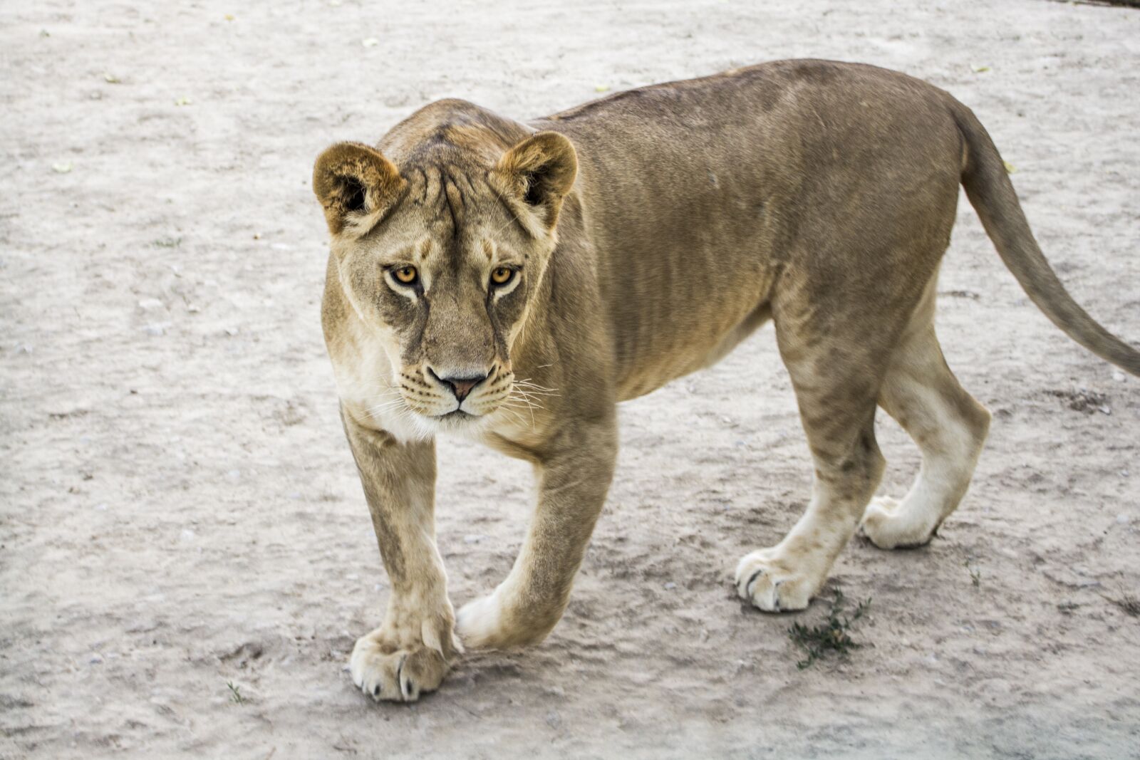 Canon EOS 600D (Rebel EOS T3i / EOS Kiss X5) sample photo. Lioness, zoo, animals photography
