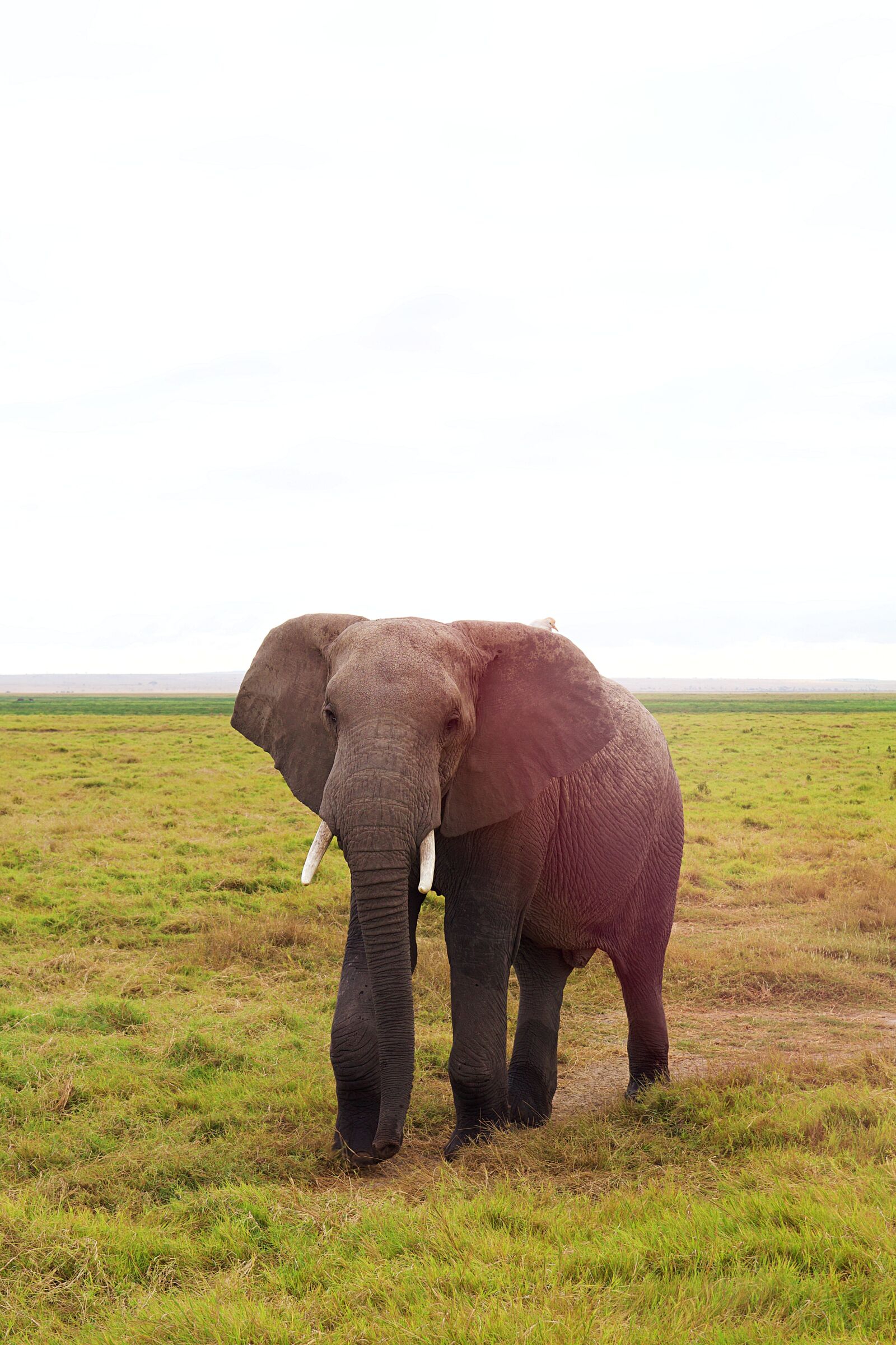 Canon EOS 600D (Rebel EOS T3i / EOS Kiss X5) sample photo. Africa, kenya, safari photography