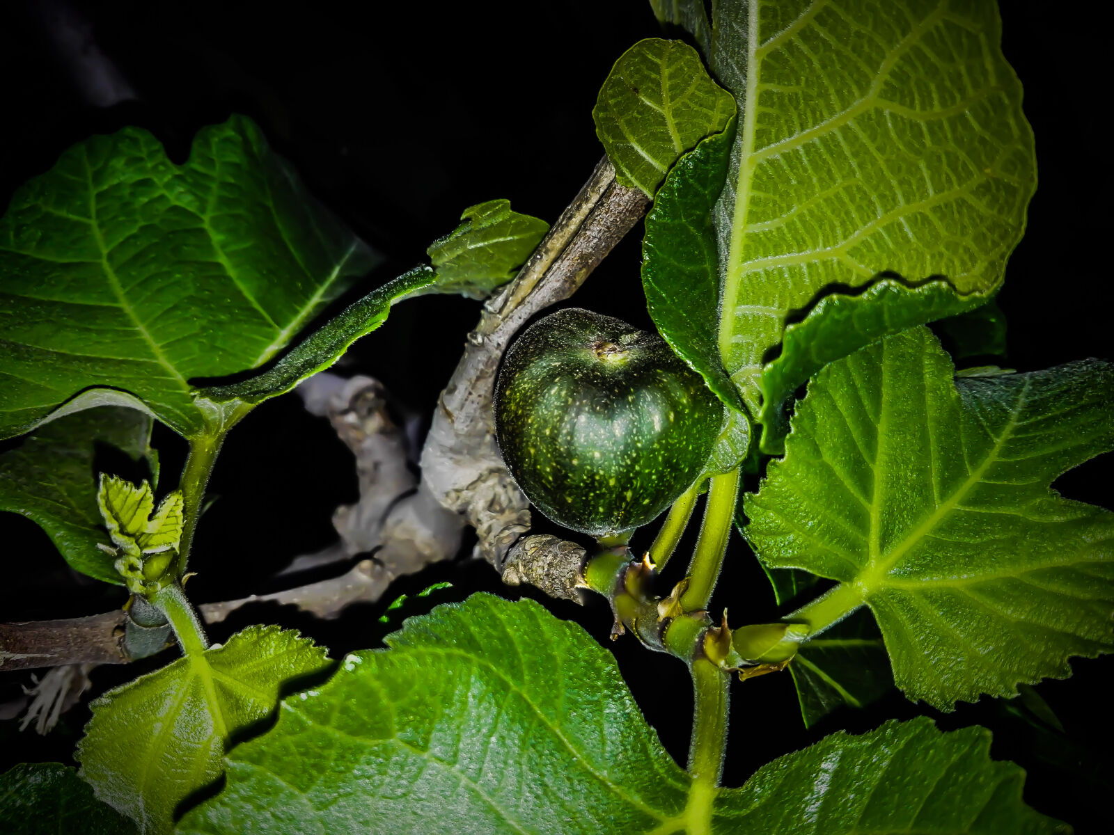 HUAWEI P8 Lite sample photo. Black, wallpaper, dark, green photography