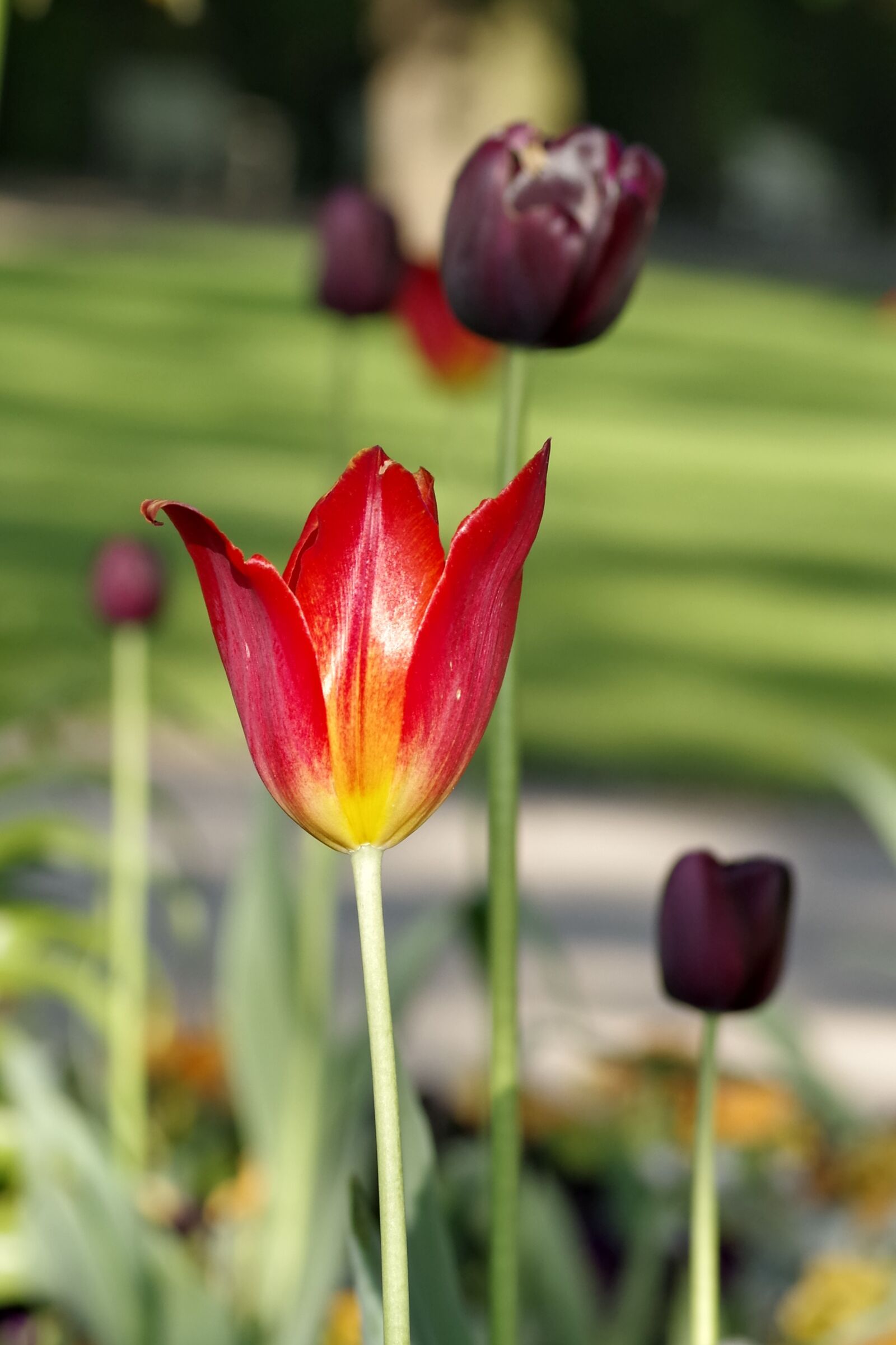 Pentax K-S2 sample photo. Tulips, red, black photography