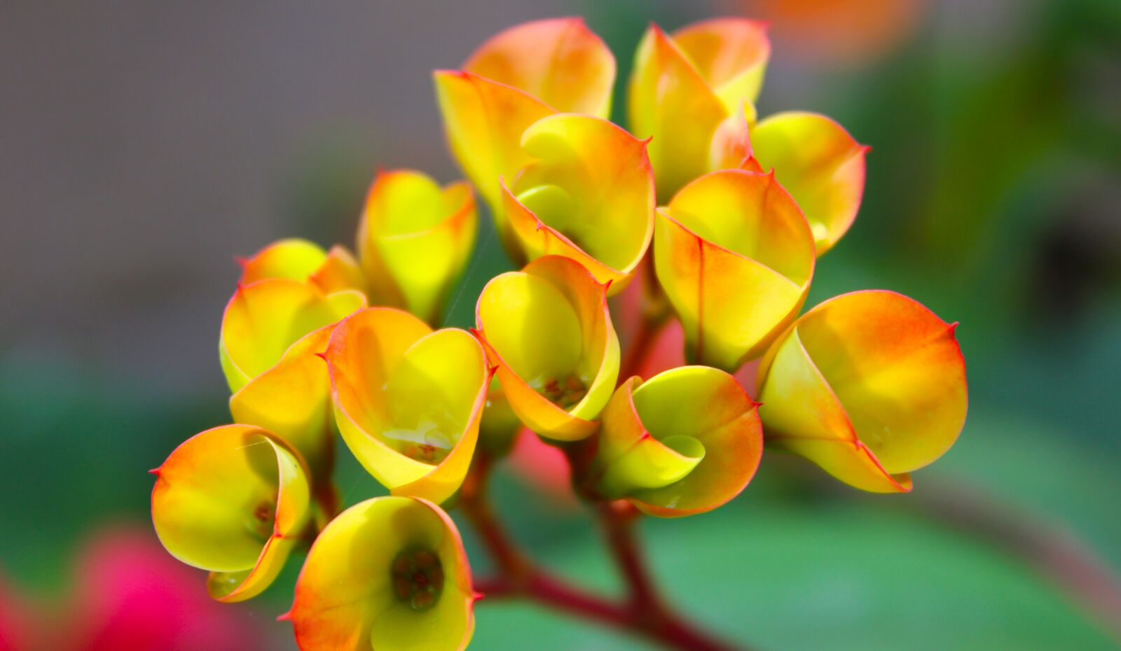 Canon EOS 60D sample photo. Flowers, flora, nature photography