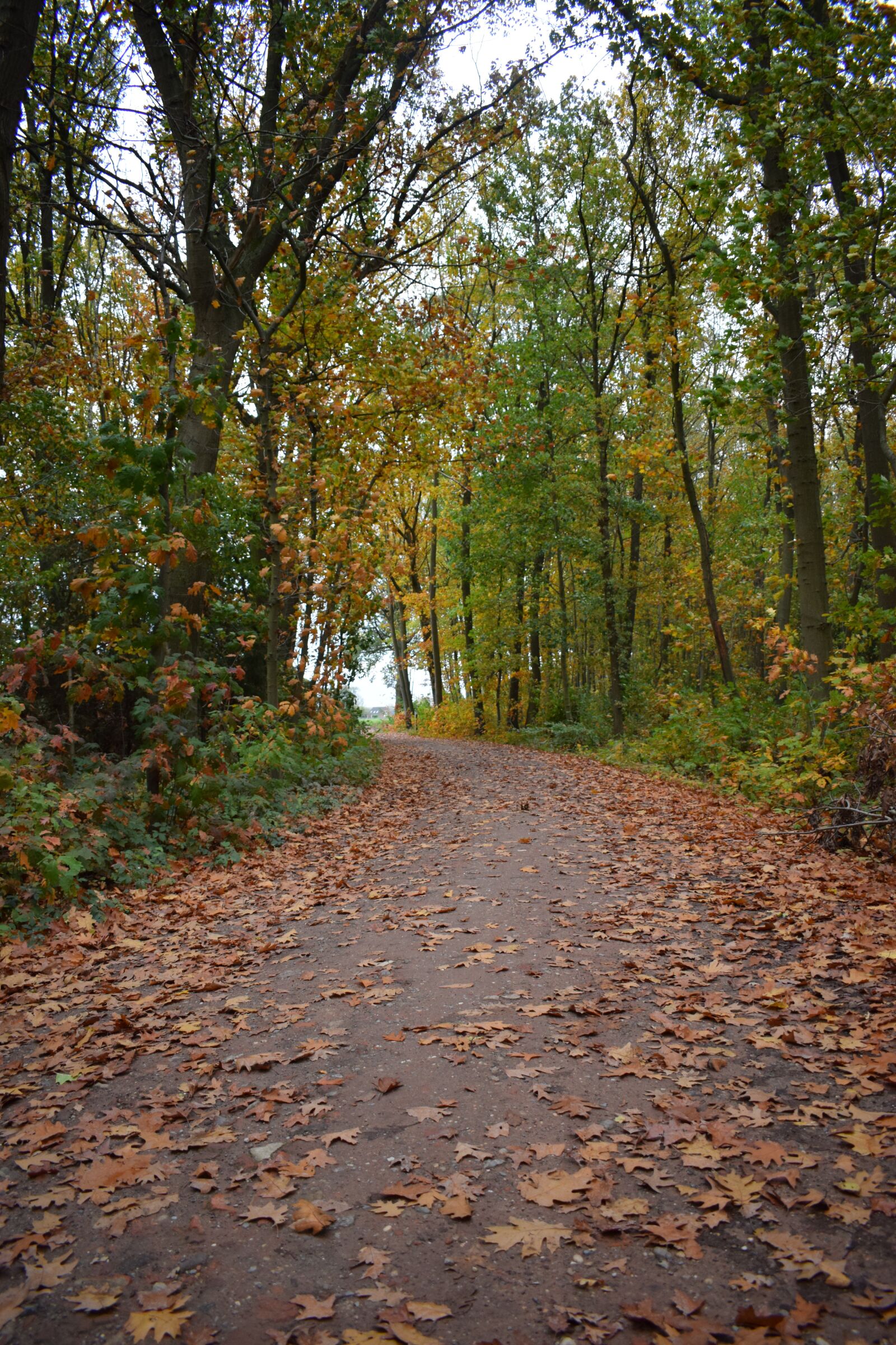 Nikon D5300 sample photo. Landscape, autumn, road photography