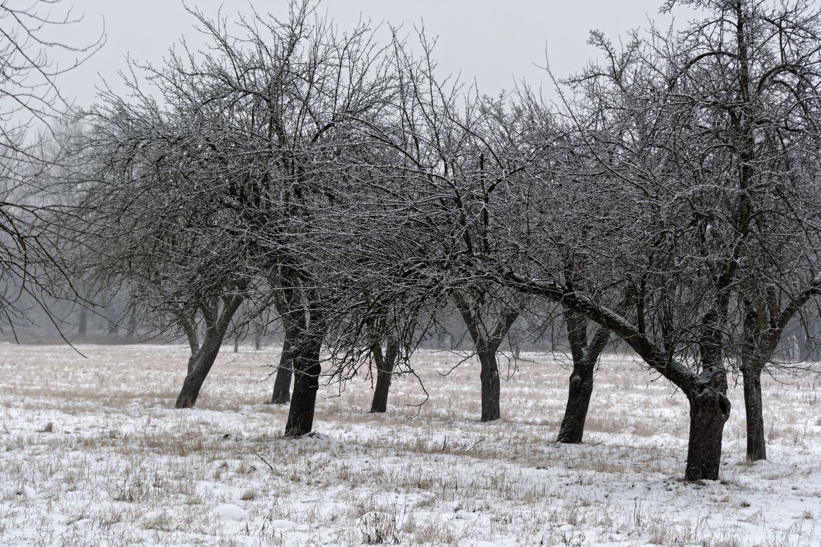 Nikon D5200 sample photo. Tree, winter, snow photography