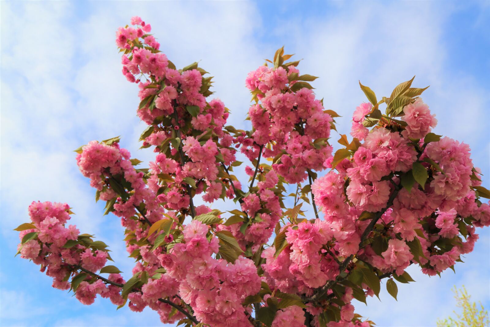 Canon EF 24-105mm F4L IS USM sample photo. Flower, branch, tree photography
