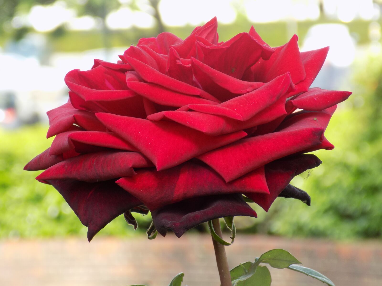 Nikon COOLPIX L340 sample photo. Flower, rose, red photography