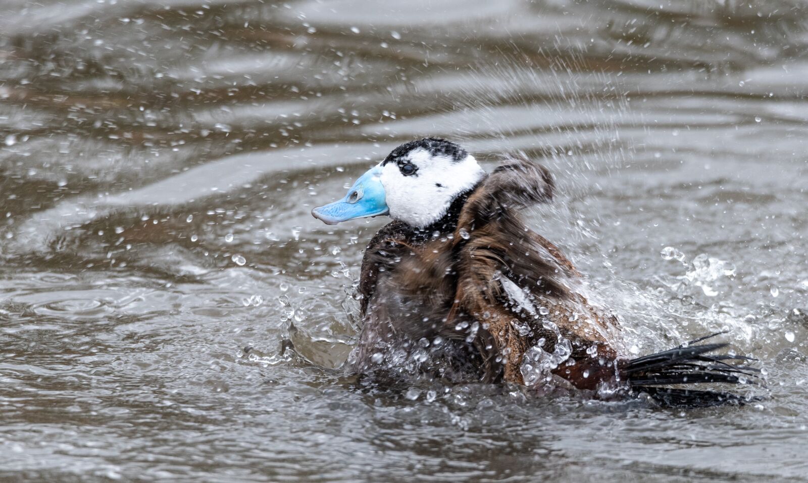 Nikon D810 sample photo. White headed duck, bird photography