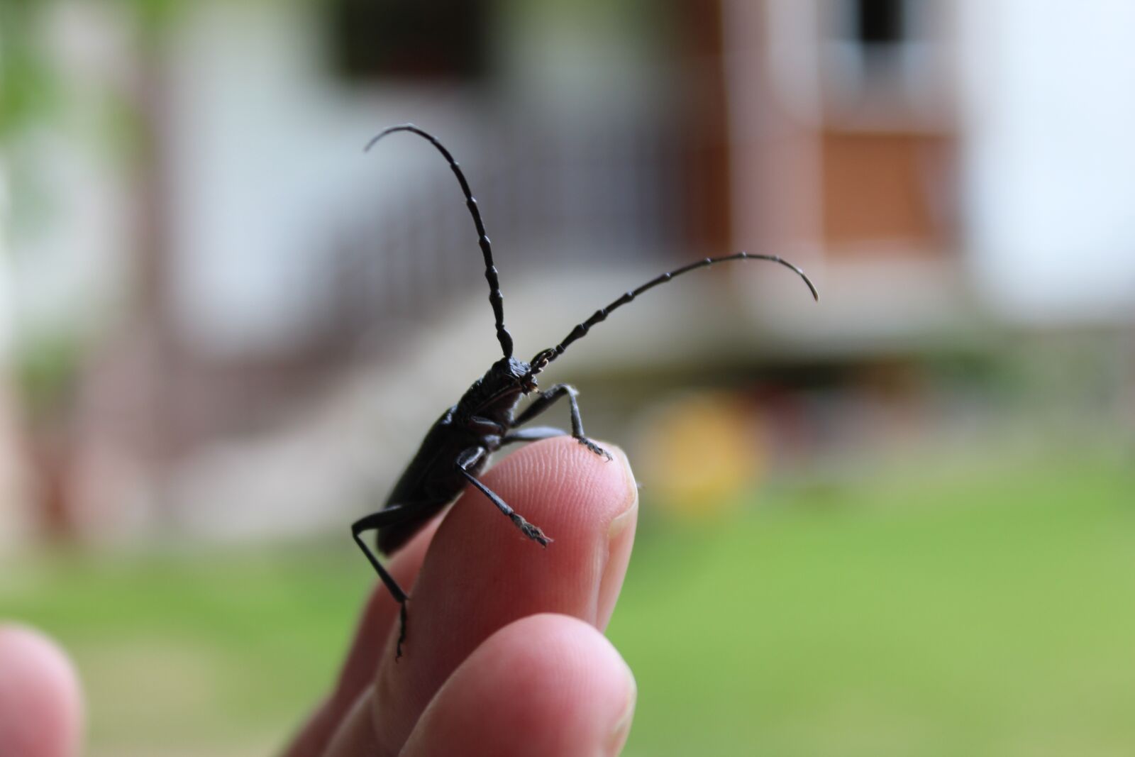 Canon EOS 1300D (EOS Rebel T6 / EOS Kiss X80) sample photo. Insects, macro, beetle photography