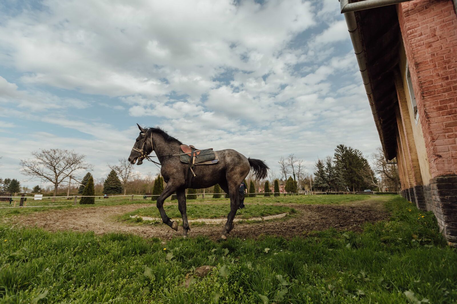 Canon EF 16-35mm F2.8L II USM sample photo. Horse, ranch, sport, stallion photography