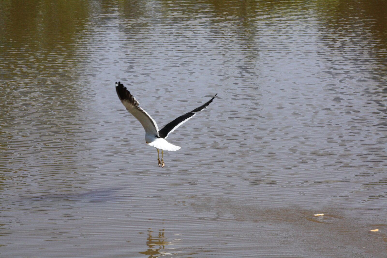 Canon EOS 1000D (EOS Digital Rebel XS / EOS Kiss F) sample photo. Bird, flying, lake photography