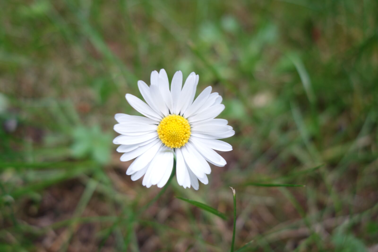 Sony Cyber-shot DSC-RX100 II sample photo. Flower, daisies, spring photography