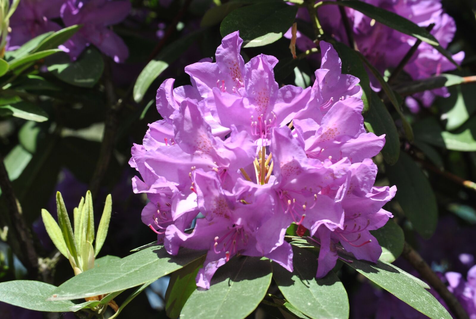 Nikon D3000 sample photo. Flowers, rhododendron, bush photography