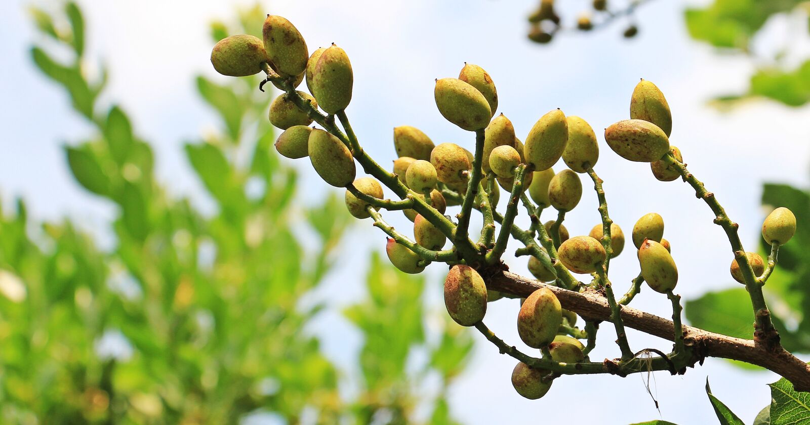 Canon EOS 550D (EOS Rebel T2i / EOS Kiss X4) sample photo. Pistachios, pistachio tree, tree photography