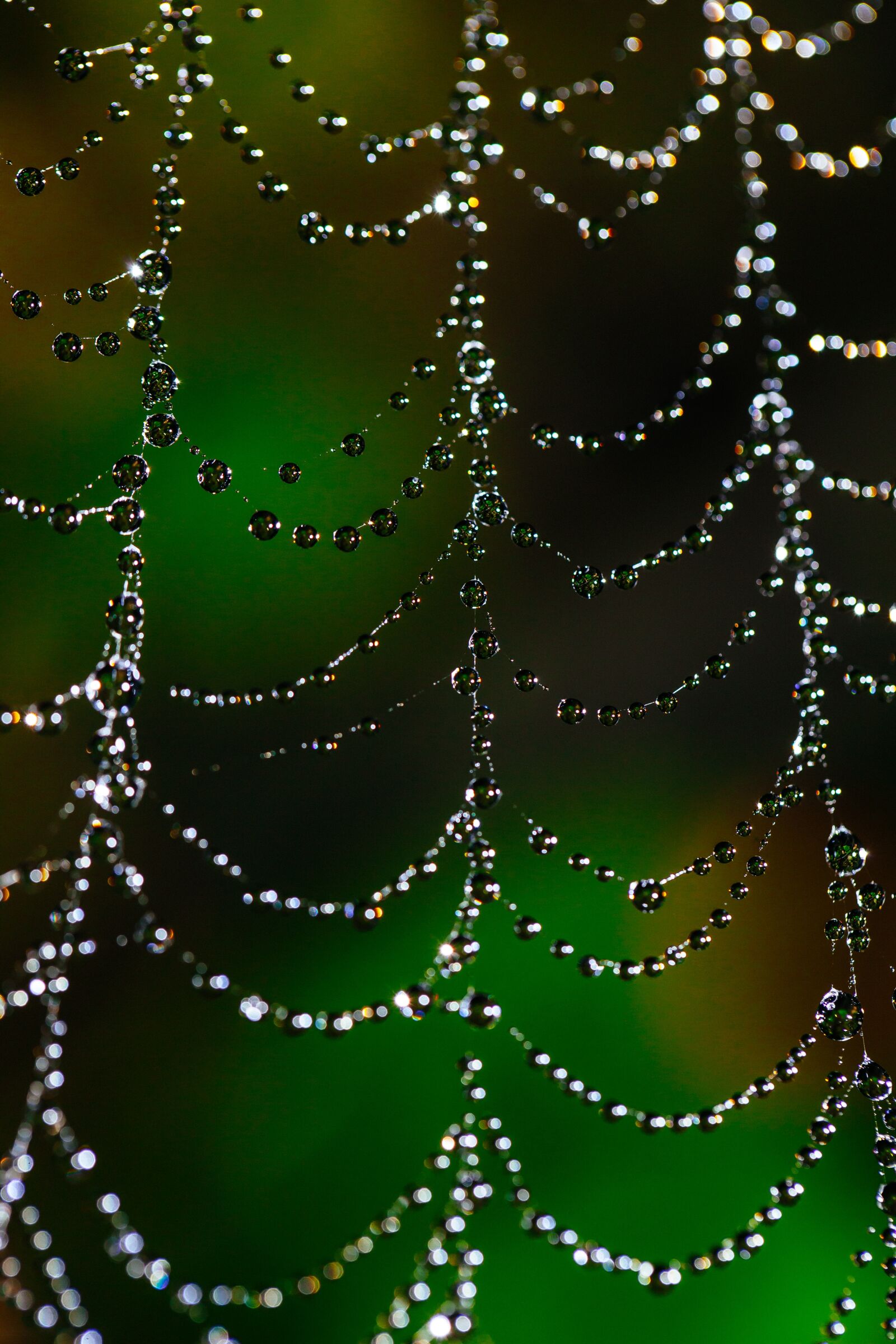 Canon EF 100mm F2.8L Macro IS USM sample photo. Spider web, bokeh, dew photography