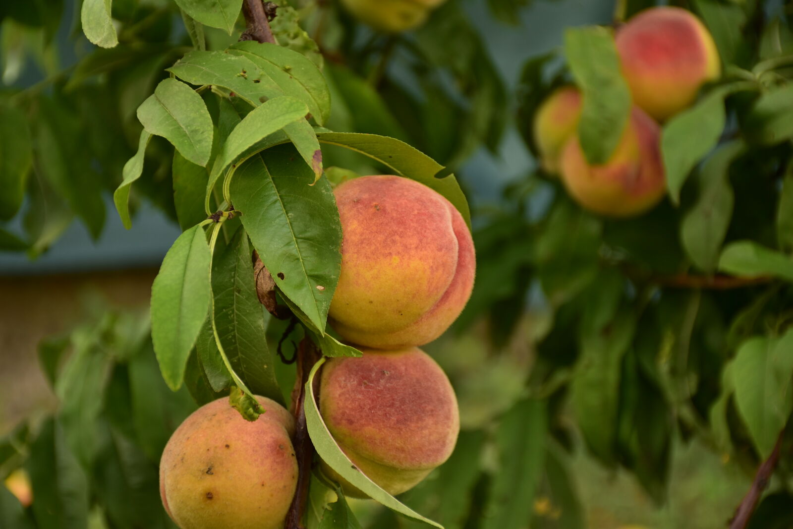 Nikon D5500 sample photo