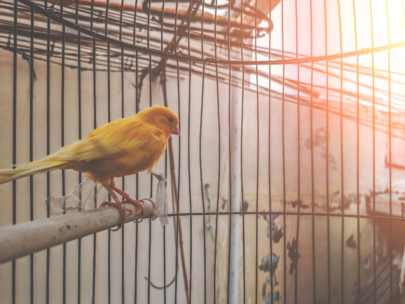 HUAWEI CLT-L29 sample photo. Cute, closeup, bird contest photography