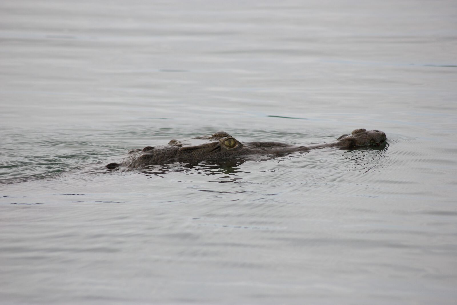 Canon EOS 550D (EOS Rebel T2i / EOS Kiss X4) sample photo. Lizard, lake-gatun, gatun photography