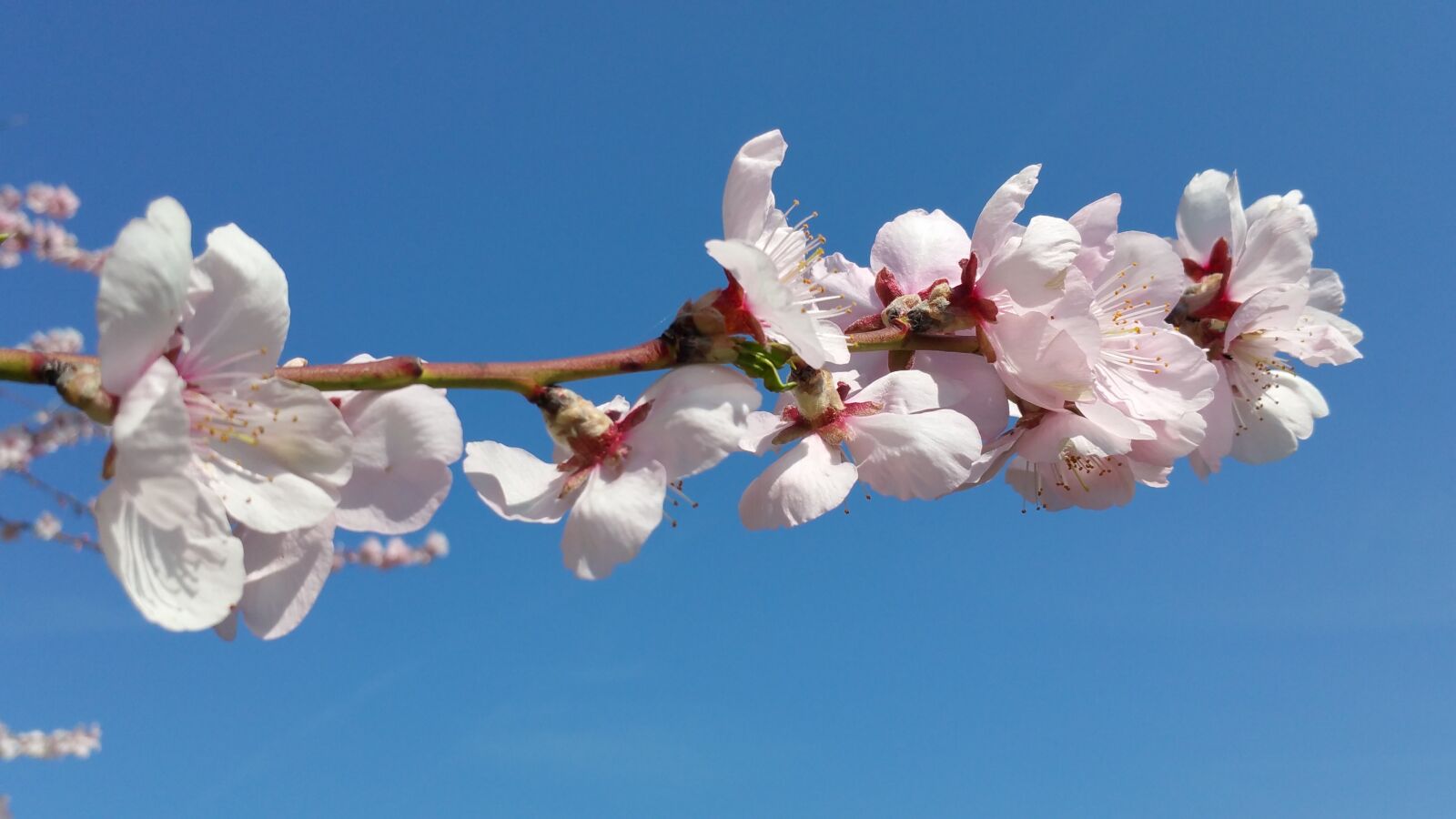 Samsung Galaxy Note4 sample photo. Ornamental cherry, blossom, bloom photography