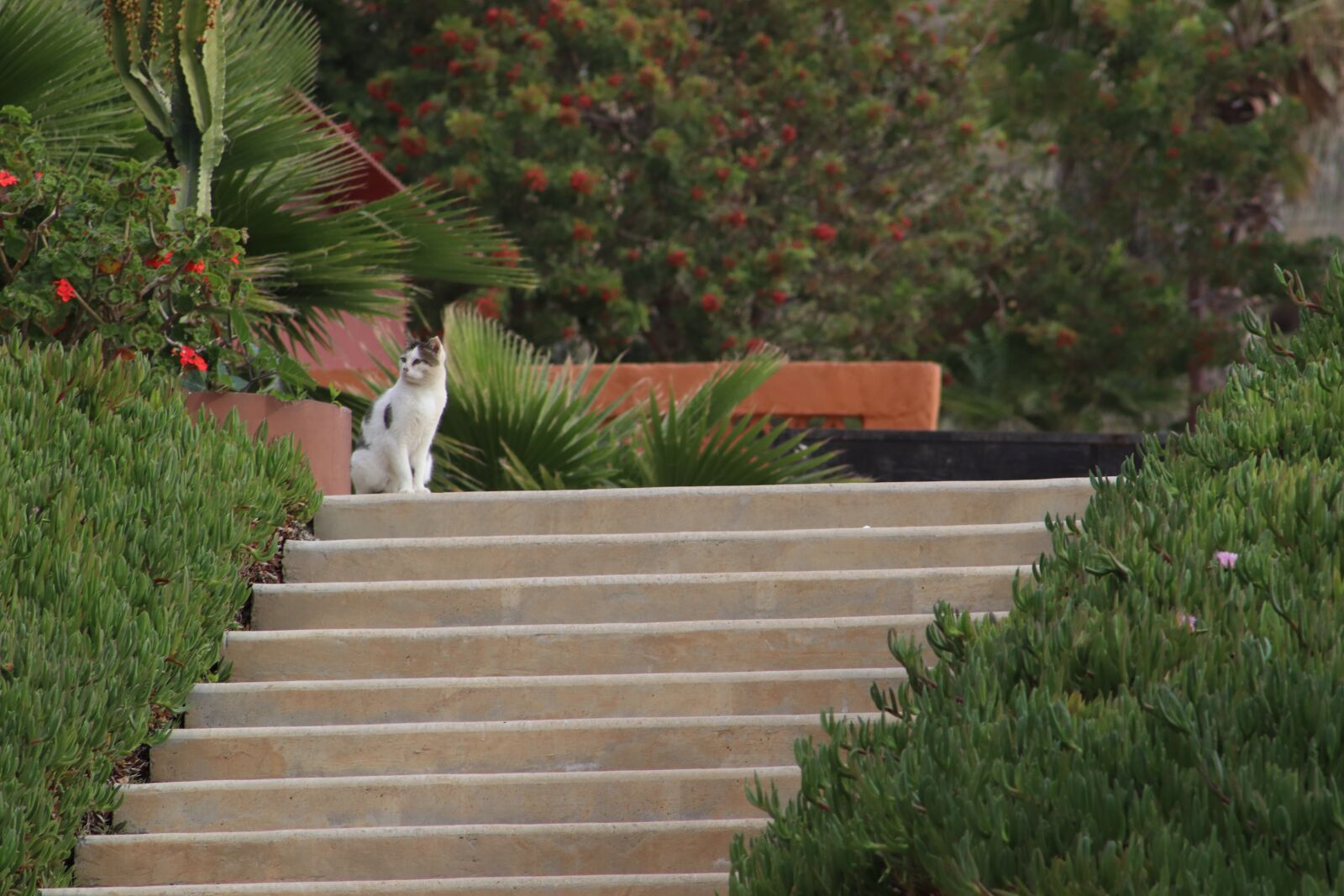 Canon EF75-300mm f/4-5.6 sample photo. Cat, stairs, animal photography