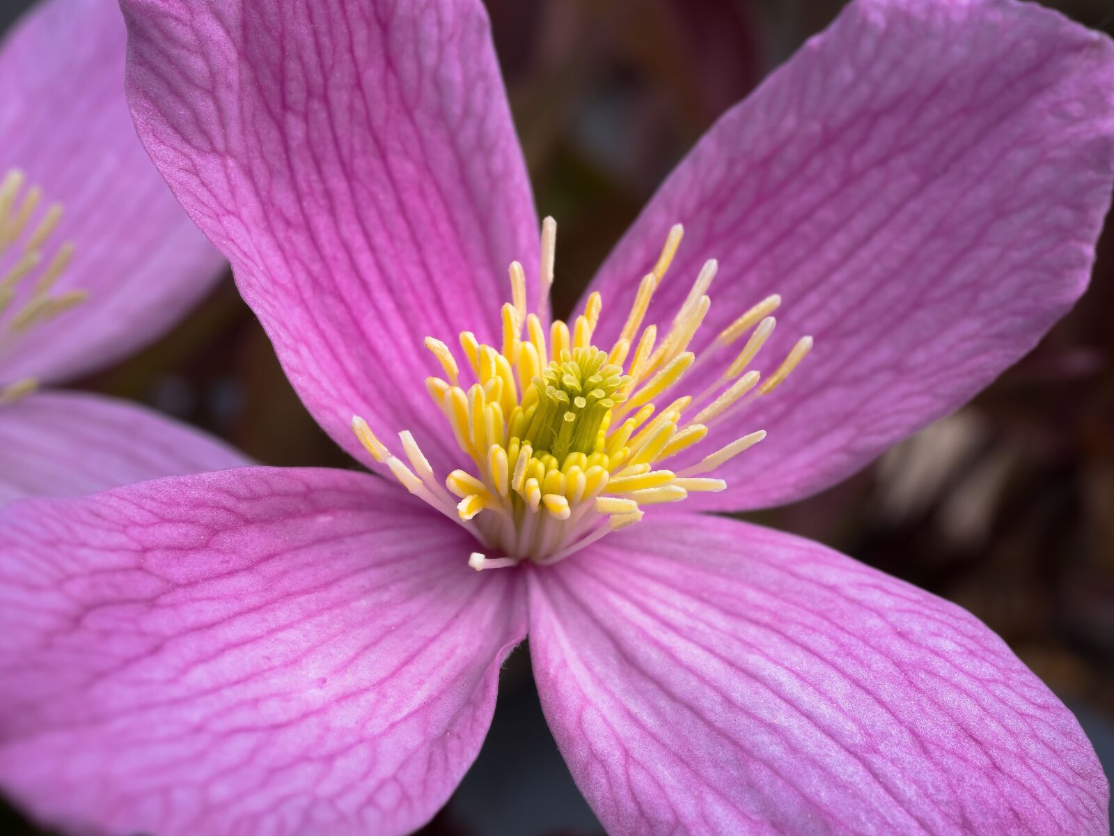 Olympus PEN E-PL9 sample photo. Clematis, blossom, bloom photography