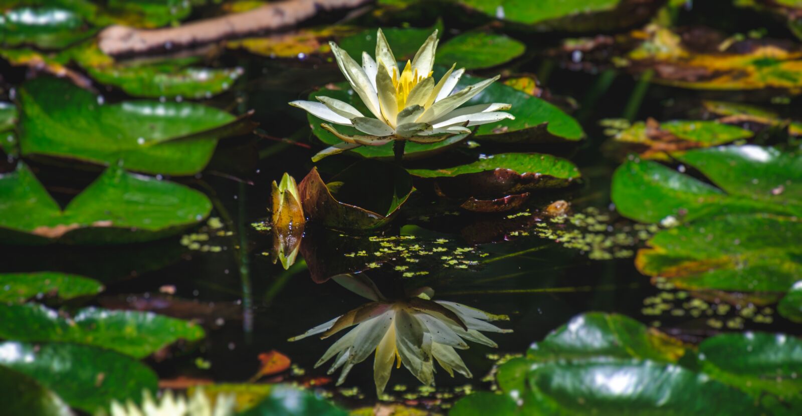 Nikon D7000 sample photo. Lily, water lily, lotus photography