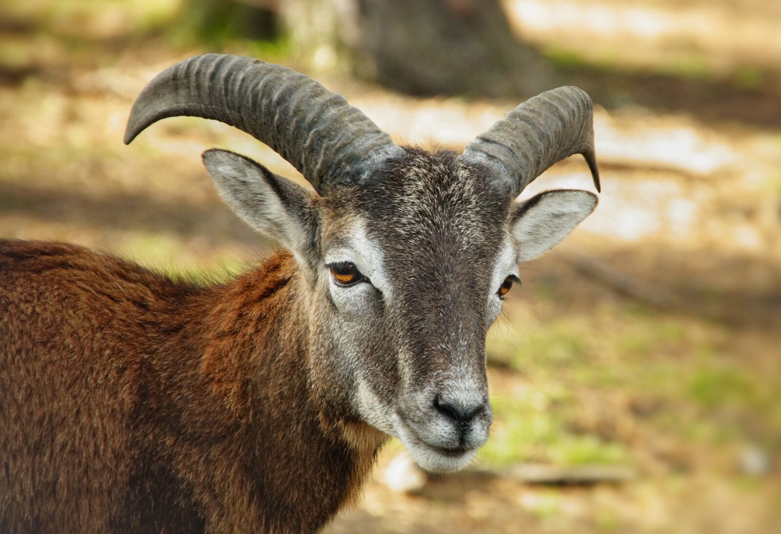 Sony SLT-A58 sample photo. Mouflon, sheep, horns photography