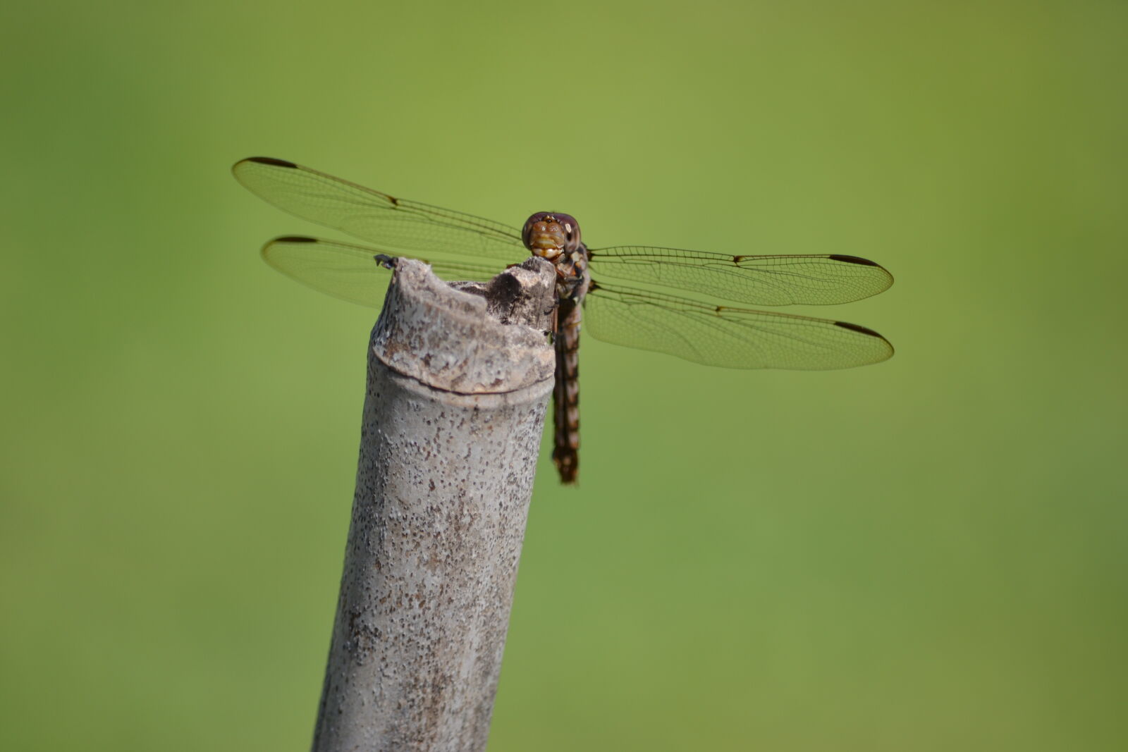 Nikon D3100 sample photo. Dragonfly photography