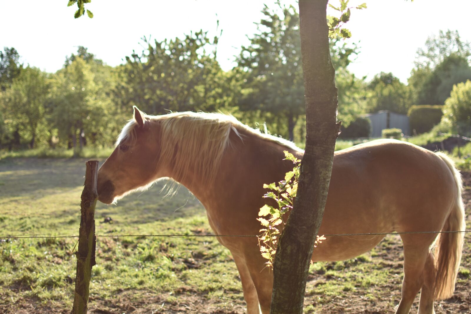 Nikon D3400 sample photo. Horse, equine, animal photography