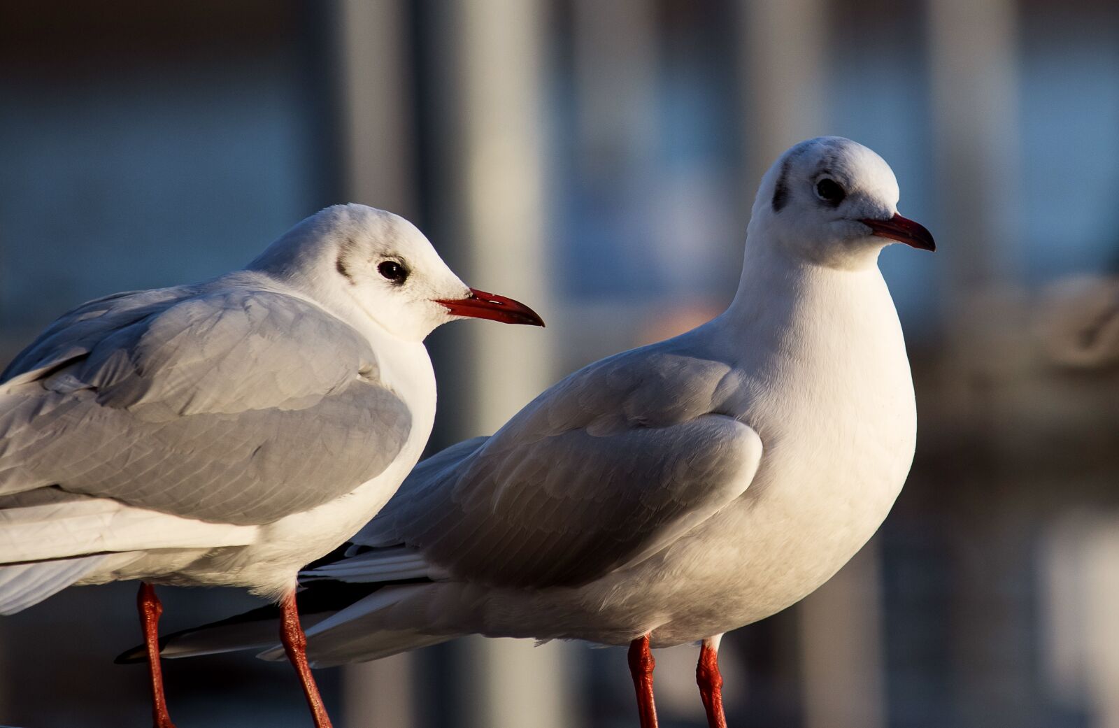 Canon EF-S 55-250mm F4-5.6 IS STM sample photo. Seagull, bird, animal photography