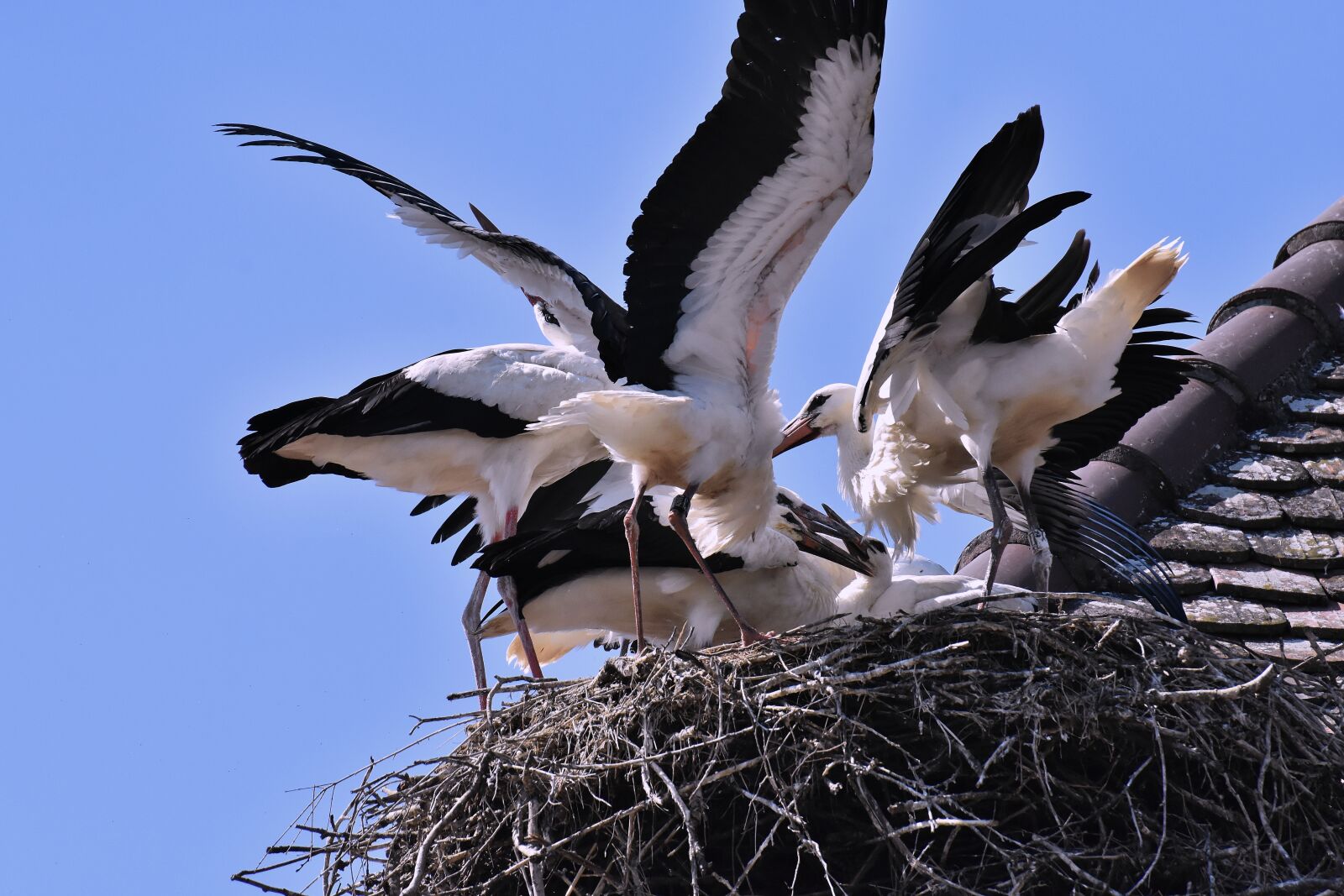 Nikon D7200 sample photo. Stork, feed, young animals photography