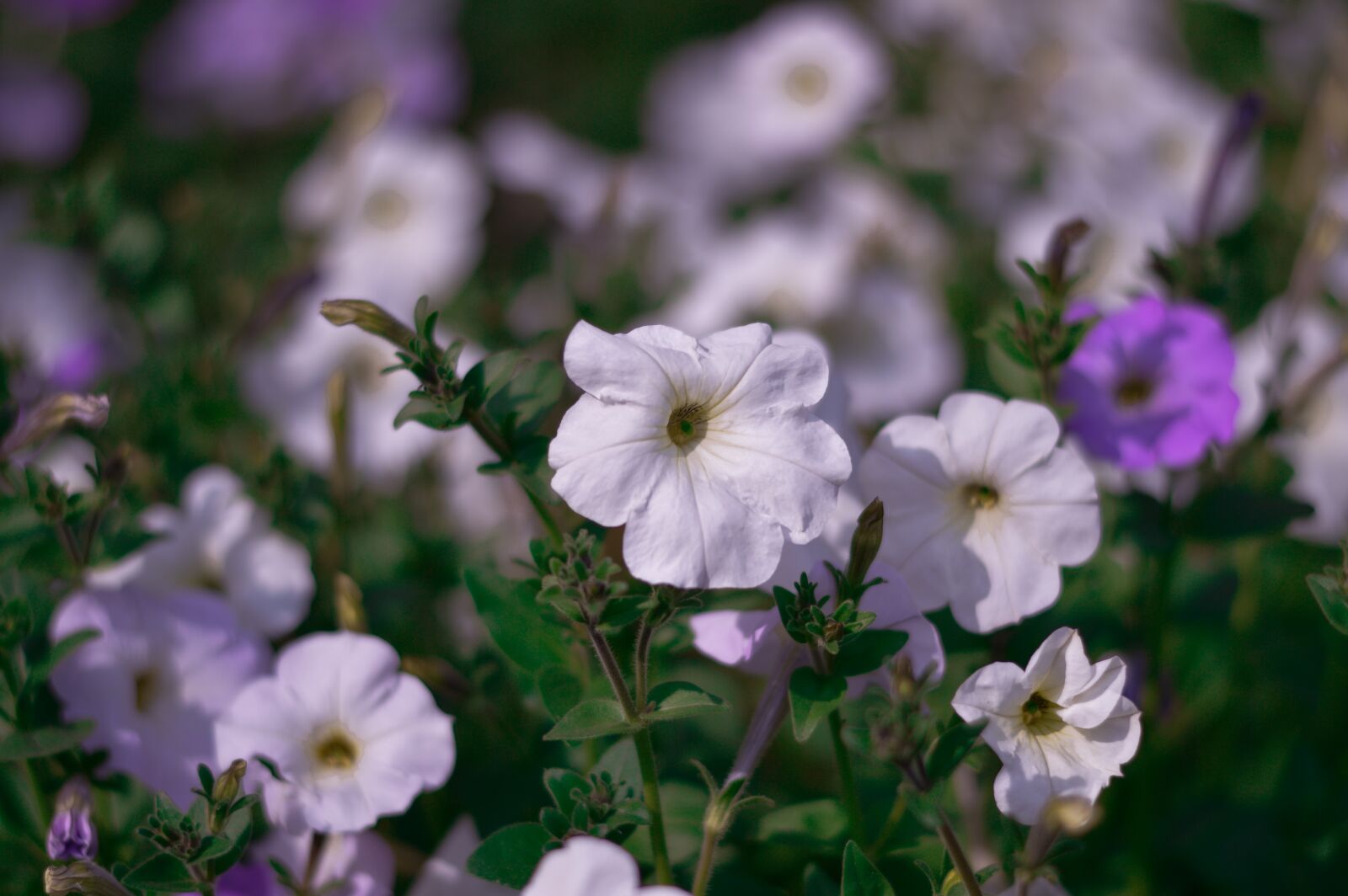 Nikon D3200 sample photo. Flower, greenery, nature photography